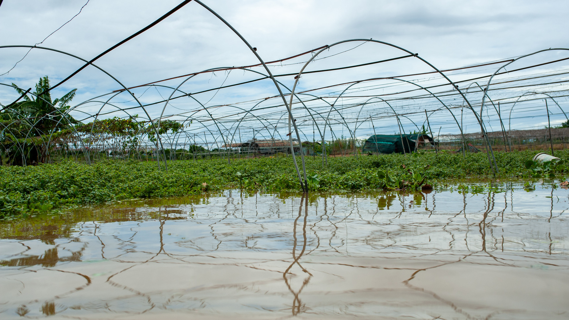 Mưa lớn gây thiệt hại các loại rau muống, mồng tơi, rau má,...