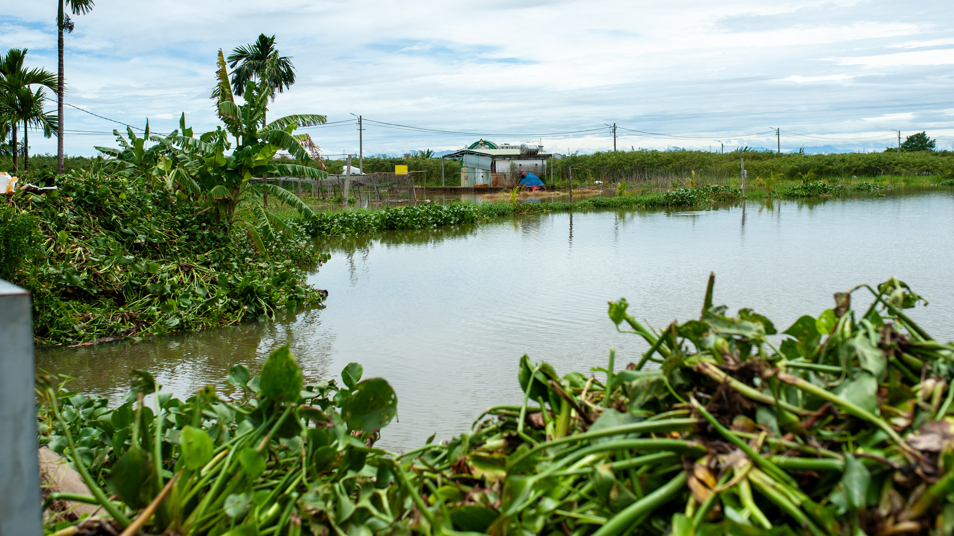 Trục vớt bèo sau mưa để tránh ùn ứ rác thải trên sông.