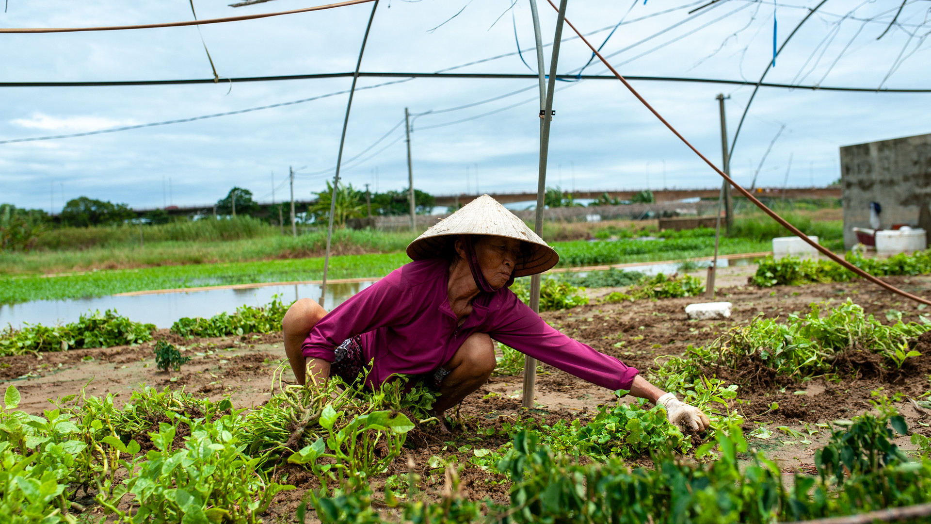 Bà Chiến nhổ những luống rau bị ngập úng để làm lại.