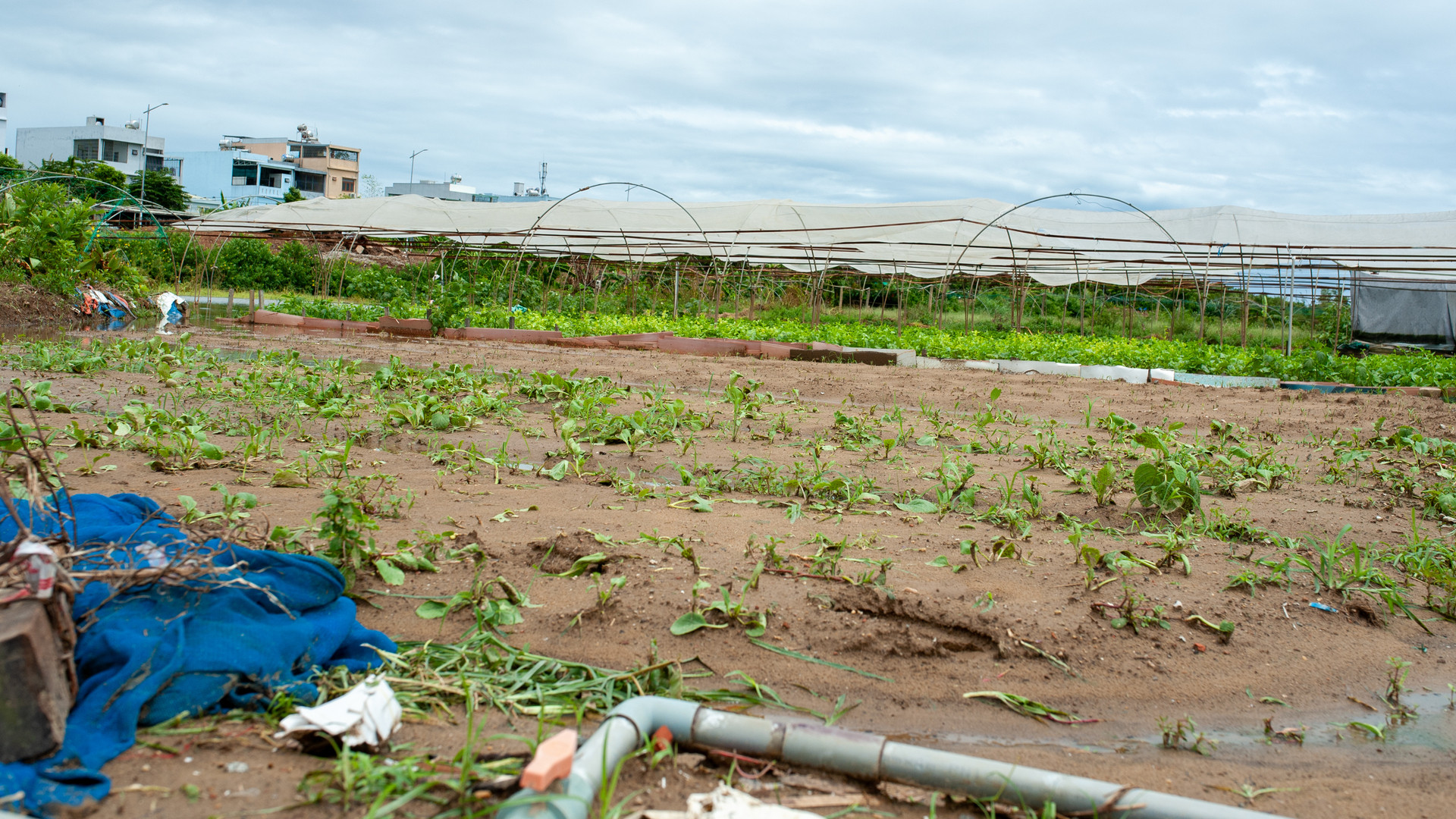 Rau màu thiệt hại.