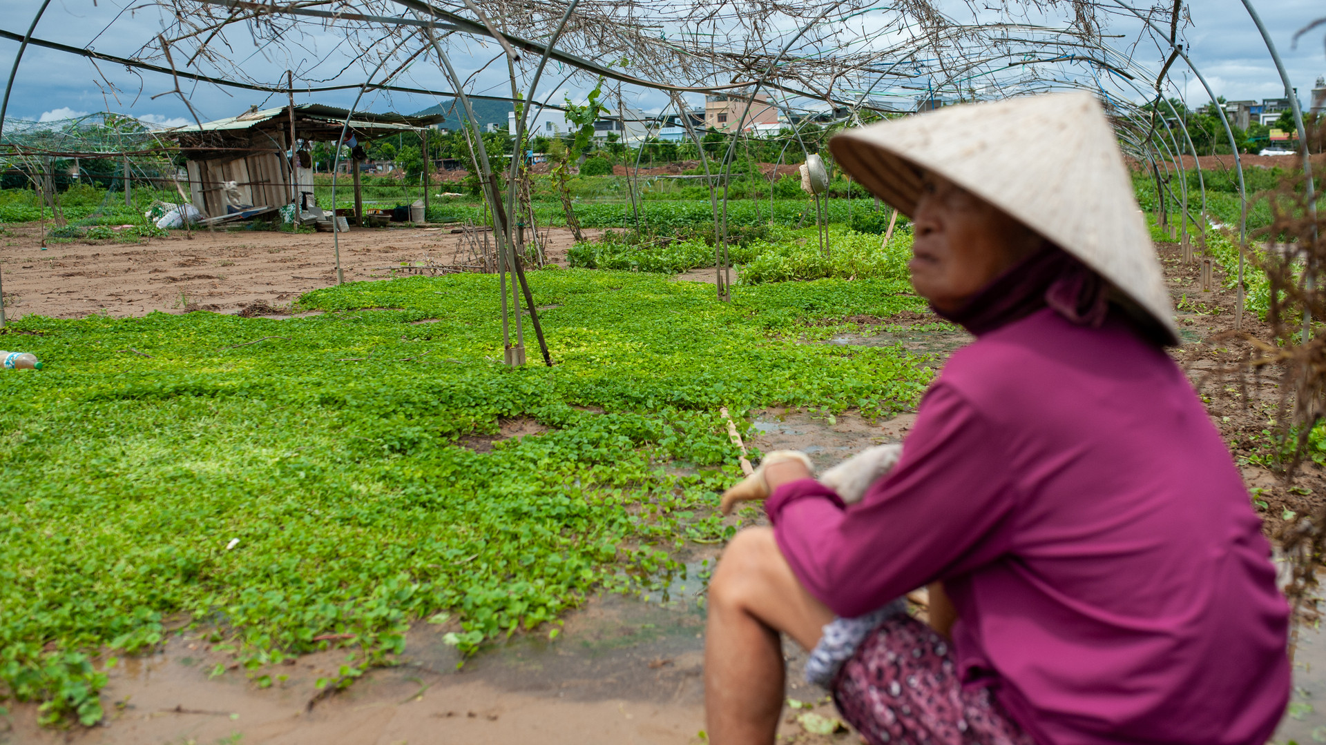 Bà Trần Thị Chiến bên vườn rau của mình bị thiệt hại do mưa lớn.