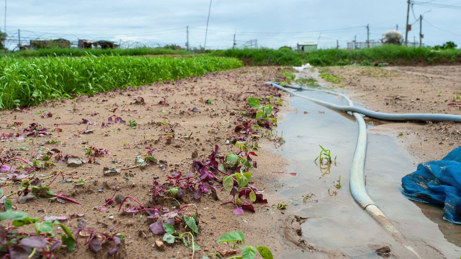 Rau màu bị thiệt hại do mưa gió.