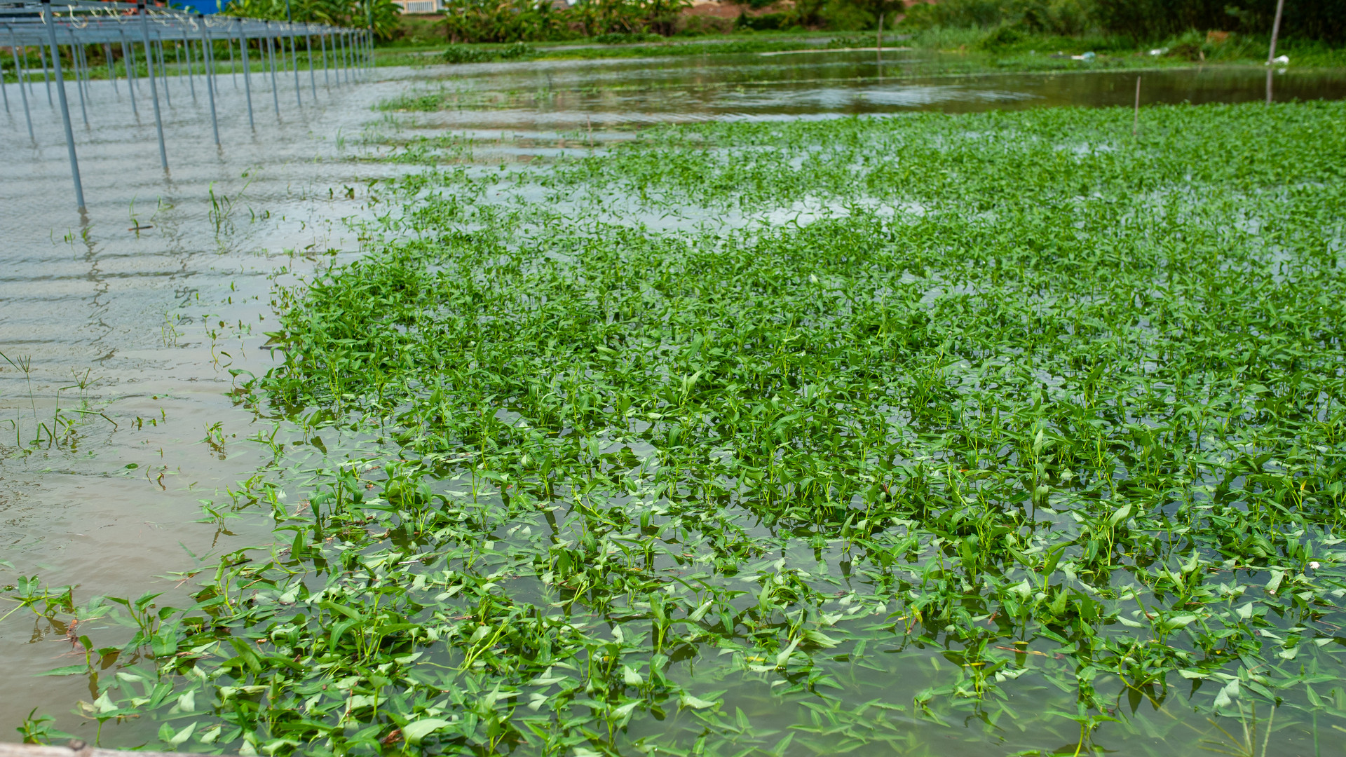 Nhiều rau màu vẫn còn bị ngập úng dù thời tiết hôm nay trời nắng.