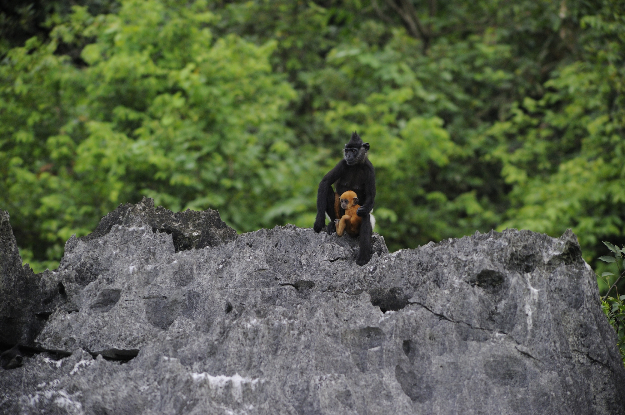 Những kết quả phát hiện voọc quần đùi trắng tại Vân Long (Ninh Bình) và Kim Bảng (Hà Nam) là động lực để các cán bộ bảo tồn quyết tâm đi tìm voọc tại Hà Nội. (Ảnh: Trung tâm Bảo tồn Thiên nhiên và Phát triển)