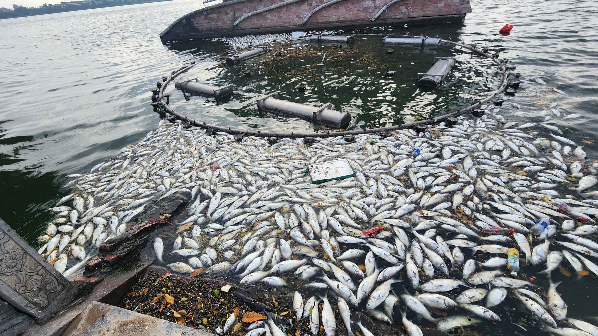 Sáng 17/11, theo ghi nhận của phóng viên Báo Nhân Dân, hiện tượng cá chết bất thường tại hồ Tây (Hà Nội) lại tiếp tục diễn ra.