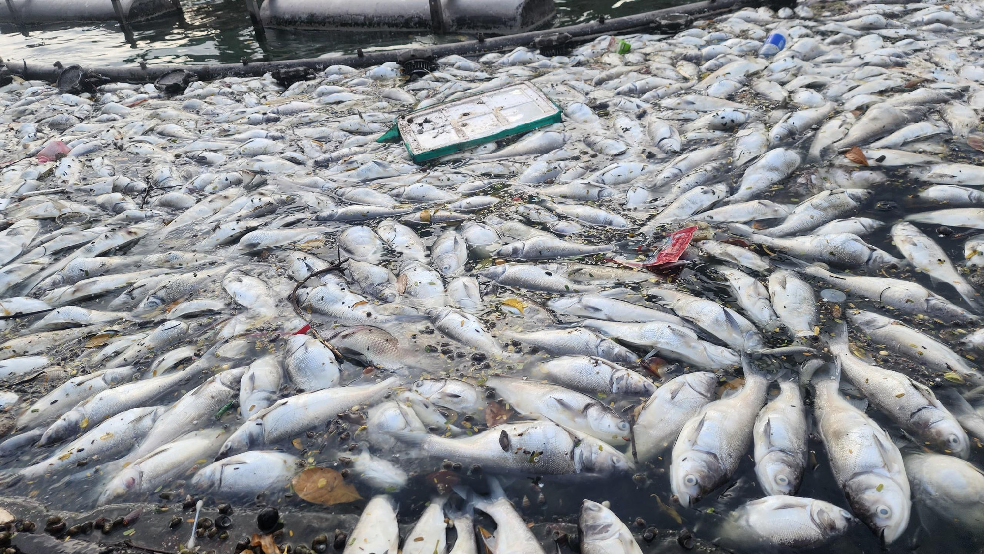 Các cá thể cá mè chết dạt vào sát bờ tại khu vực đường Vệ Hồ bốc mùi khó chịu.