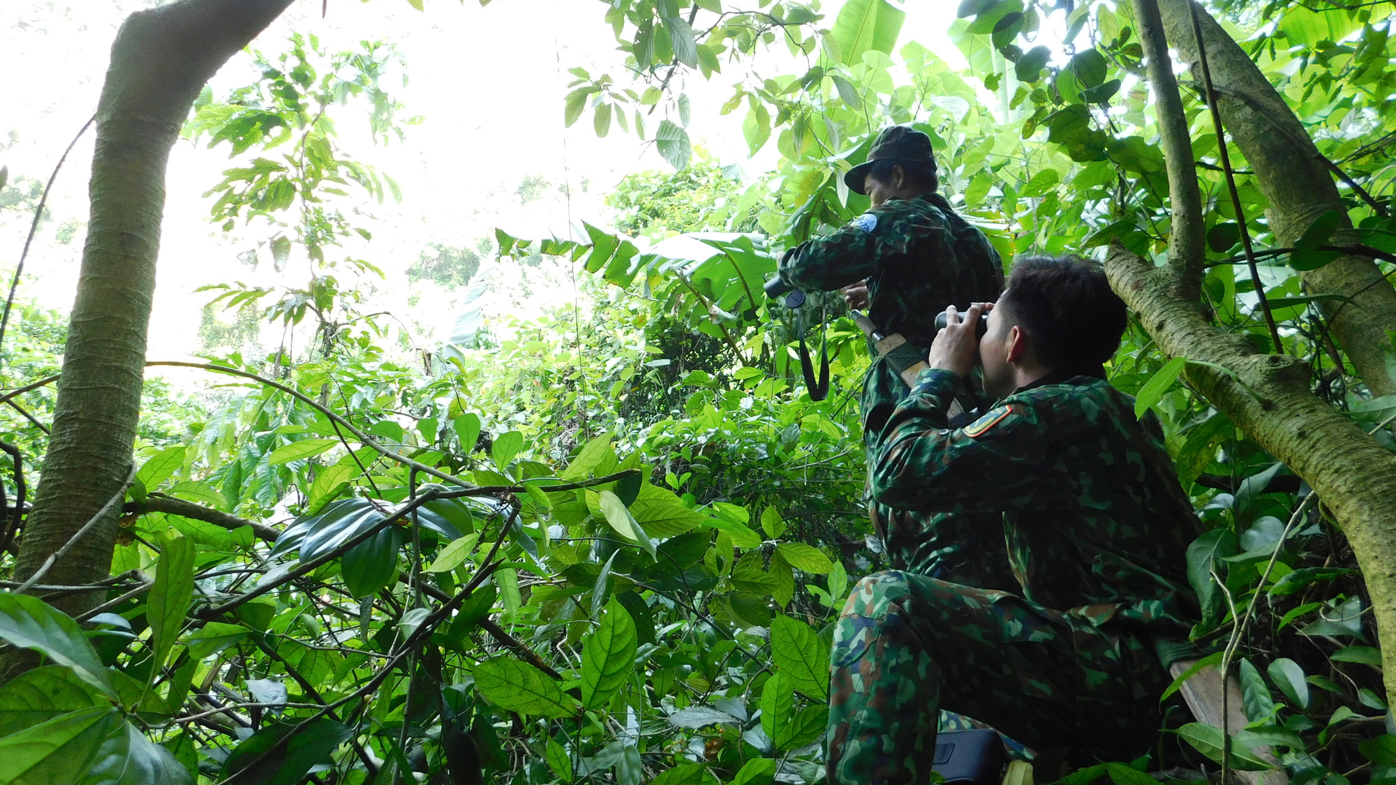 Điều tra voọc quần đùi trắng bằng phương pháp quan sát. (Ảnh: Trung tâm Bảo tồn Thiên nhiên và Phát triển)
