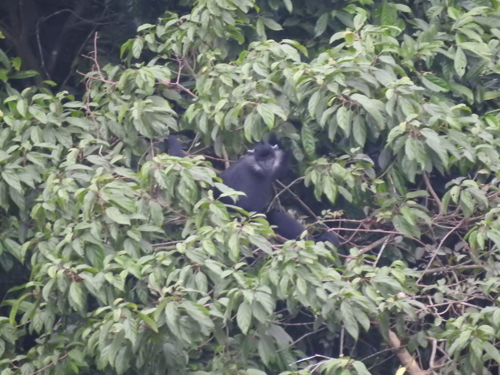 Hình ảnh đầu tiên được Lầu A Ký chụp lại về sự xuất hiện của voọc quần đùi trắng tại rừng đặc dụng Mỹ Đức. Bức ảnh lần đầu tiên xác thực về sự tồn tại của loài linh trưởng đặc biệt tại Hà Nội. (Ảnh: Trung tâm Bảo tồn Thiên nhiên và Phát triển)