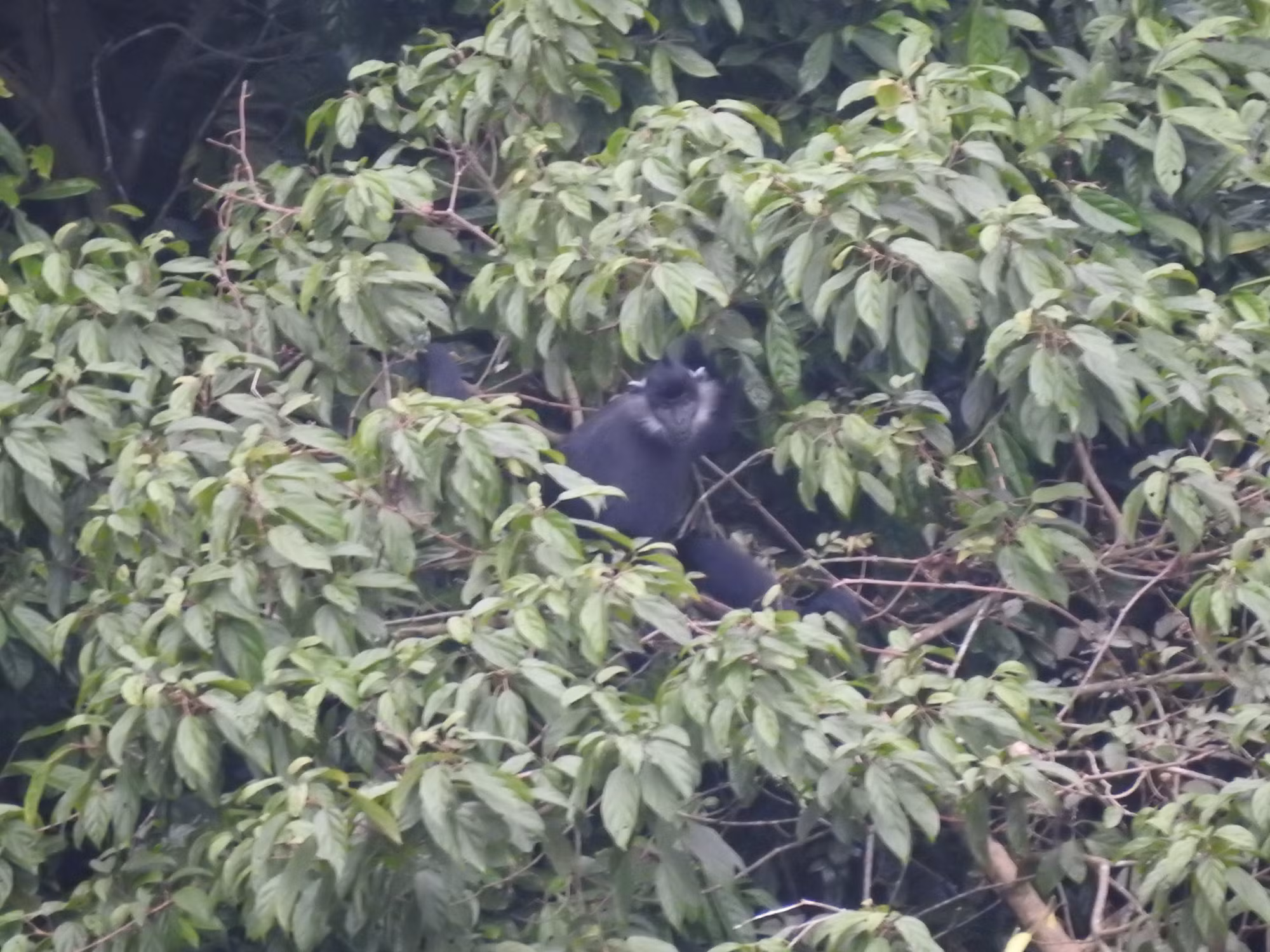 Hình ảnh đầu tiên được Lầu A Ký chụp lại về sự xuất hiện của voọc quần đùi trắng tại rừng đặc dụng Mỹ Đức. Bức ảnh lần đầu tiên xác thực về sự tồn tại của loài linh trưởng đặc biệt tại Hà Nội. (Ảnh: Trung tâm Bảo tồn Thiên nhiên và Phát triển)