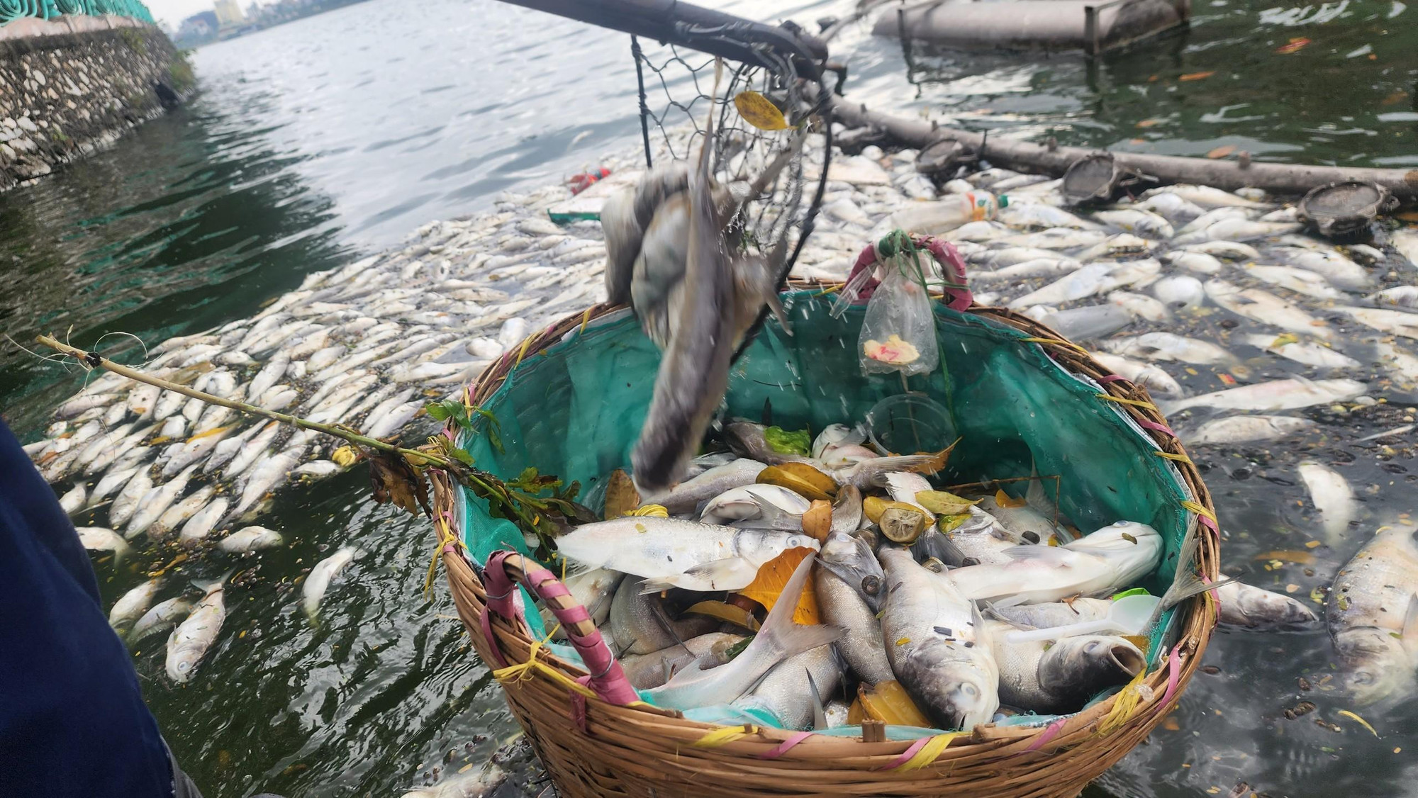 Ngoài cá, các công nhân môi trường cũng vớt được rất nhiều rác, túi ni-long, vỏ chai do người dân thiếu ý thức ném xuống hồ.