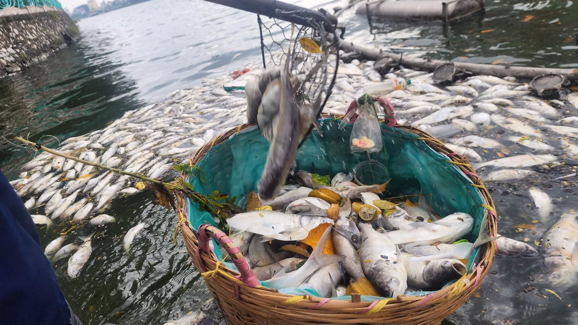 Ngoài cá, các công nhân môi trường cũng vớt được rất nhiều rác, túi ni-long, vỏ chai do người dân thiếu ý thức ném xuống hồ.