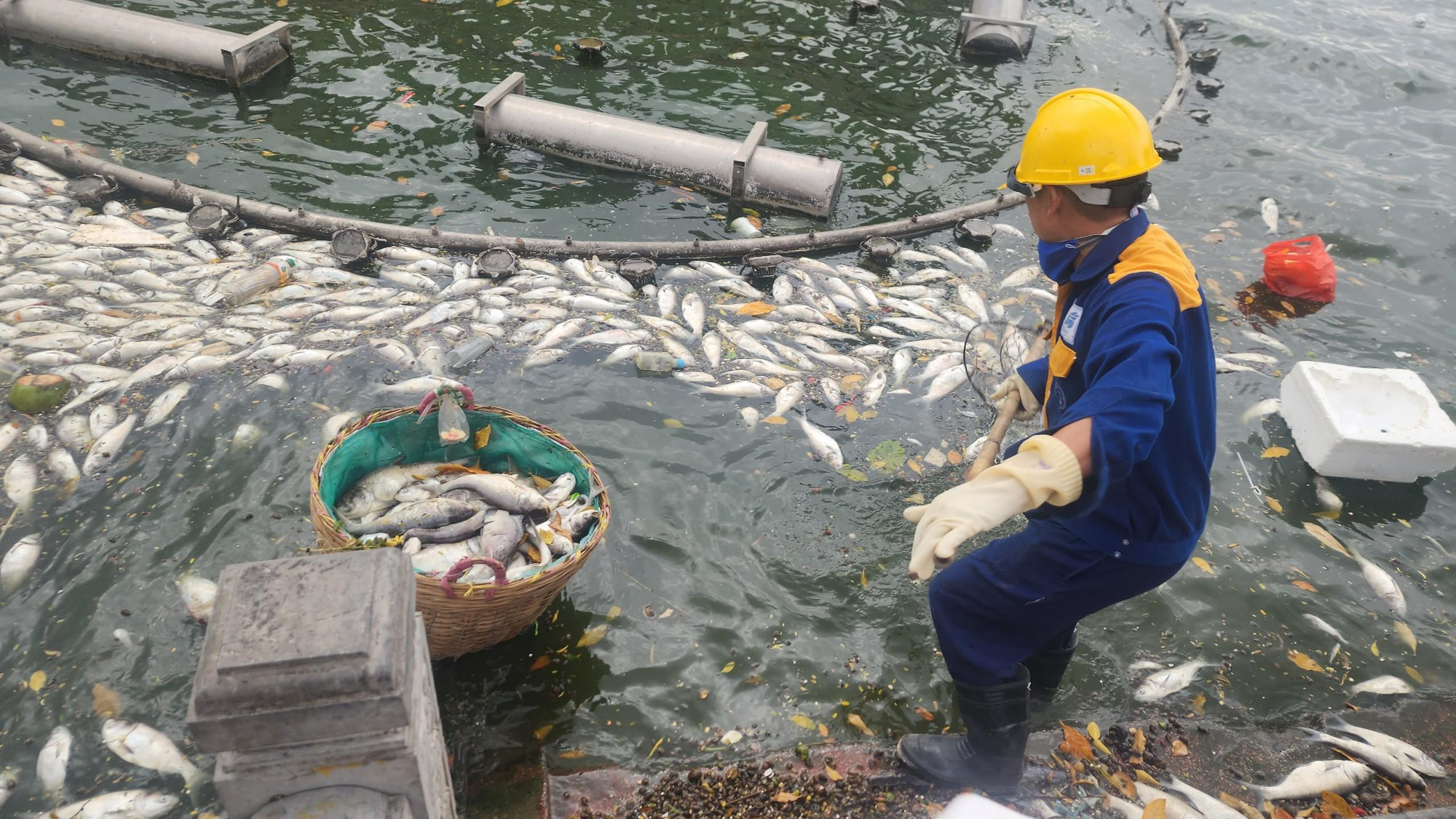 Chỉ trong vòng khoảng 10 phút, chiếc sọt đã đầy cá chết.