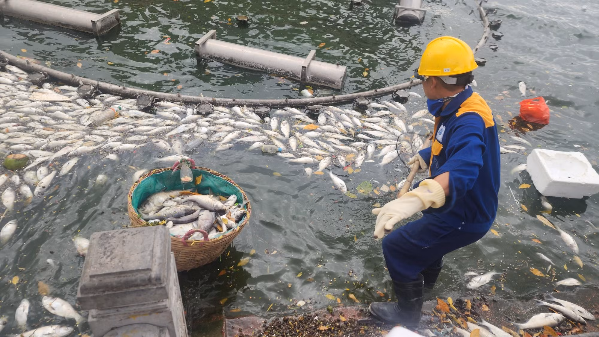 Chỉ trong vòng khoảng 10 phút, chiếc sọt đã đầy cá chết.