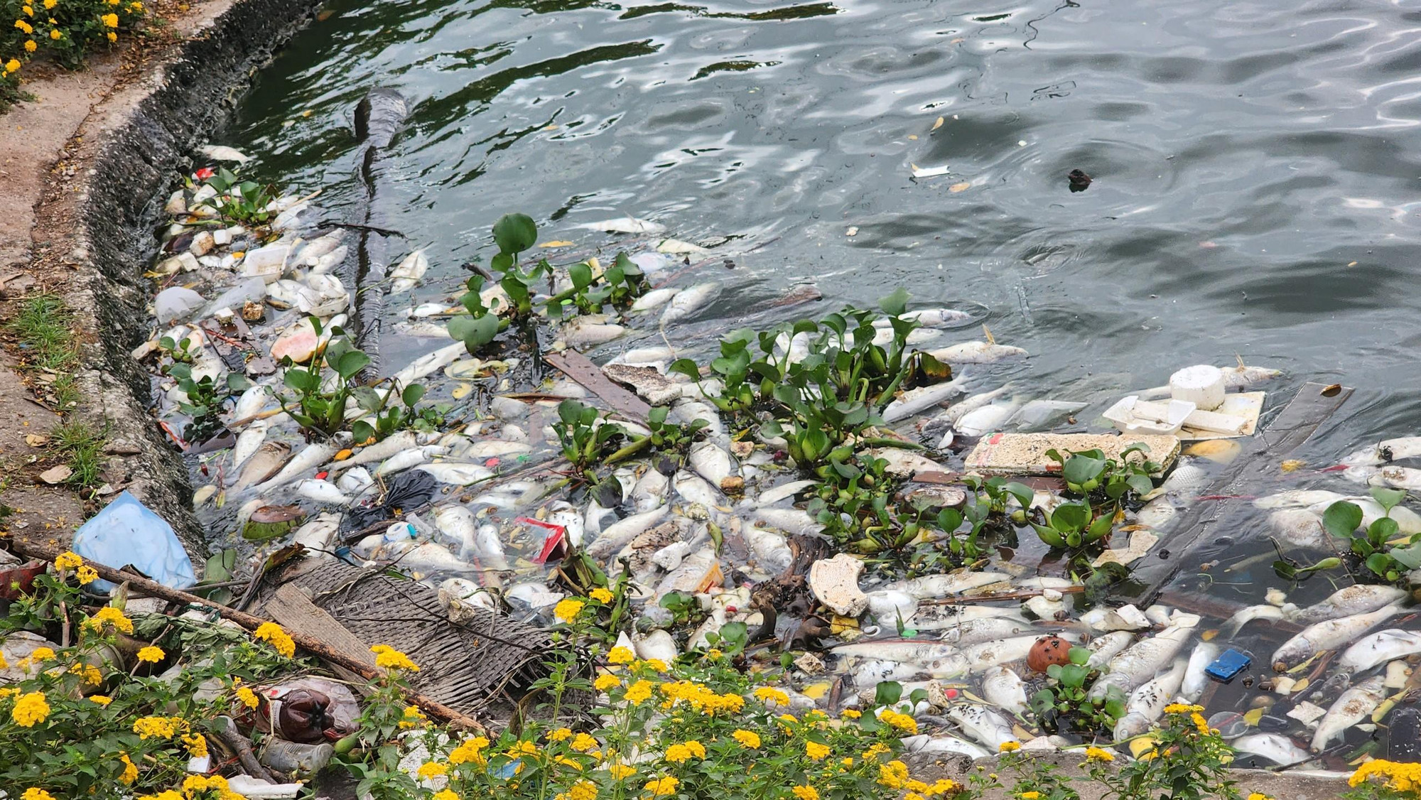 Cá, rác và bèo bị gió thổi dạt vào bờ sát Thung lũng hoa.