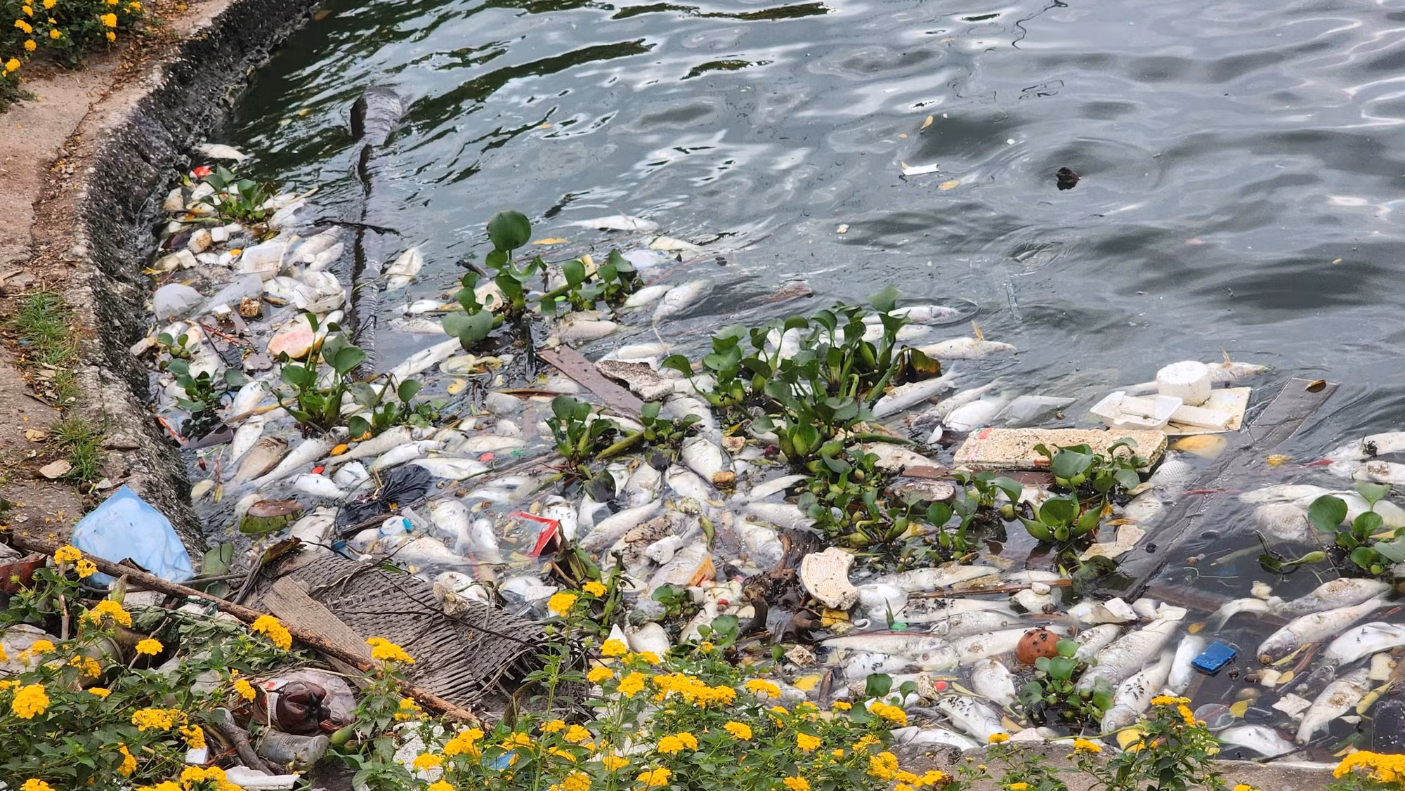 Cá, rác và bèo bị gió thổi dạt vào bờ sát Thung lũng hoa.