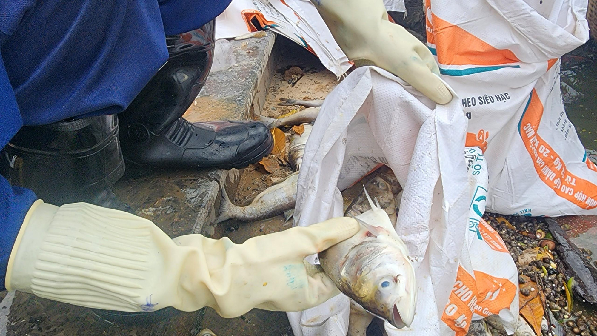 Công nhân môi trường dọn từng con cá chết cho vào bao tải.