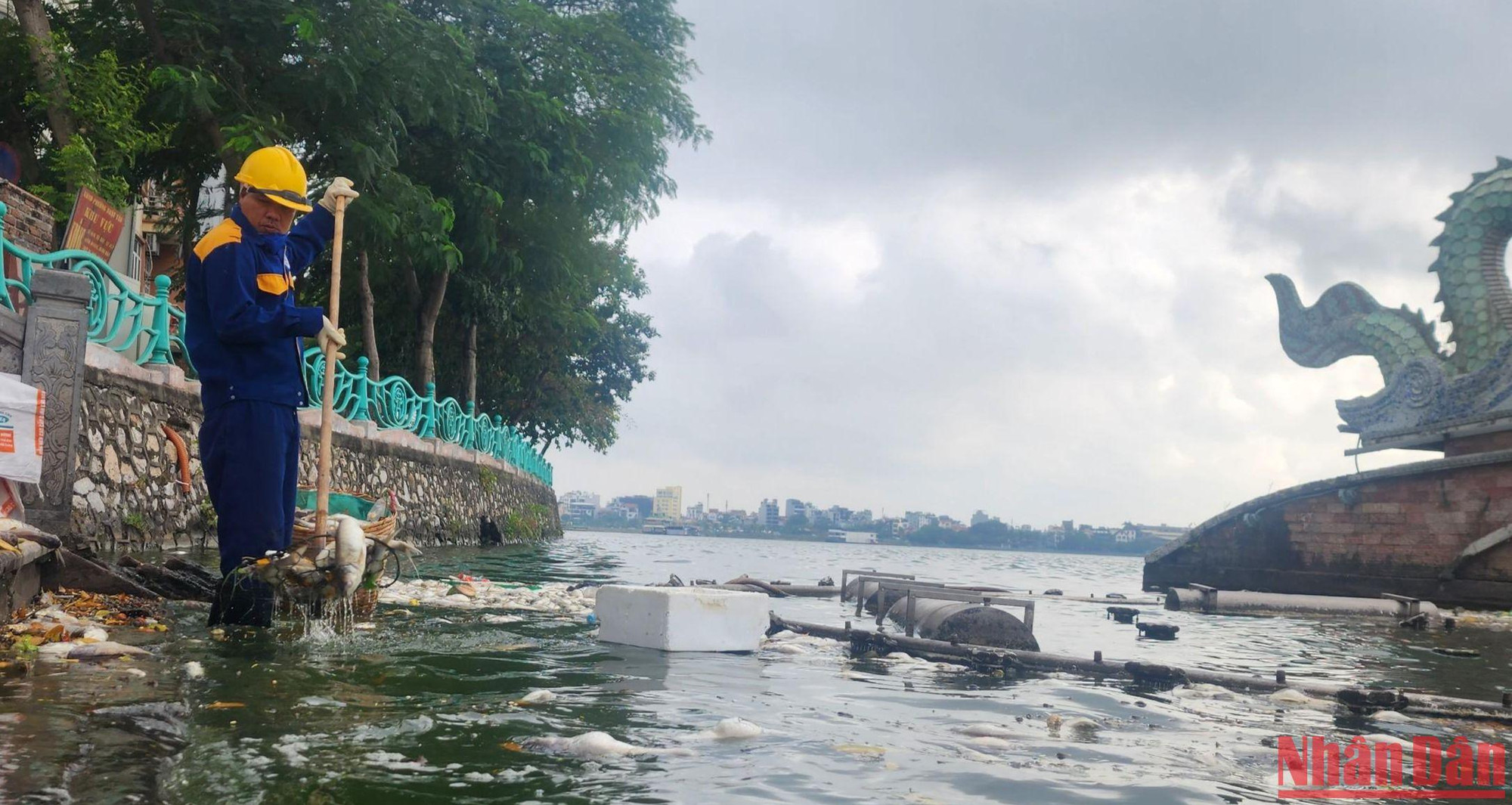 Trước tình trạng cá chết diễn ra trong vài ngày qua, Xí nghiệp 1, Công ty TNHH MTV Thoát nước Hà Nội đã tăng cường công nhân để dọn dẹp sạch mặt hồ. 