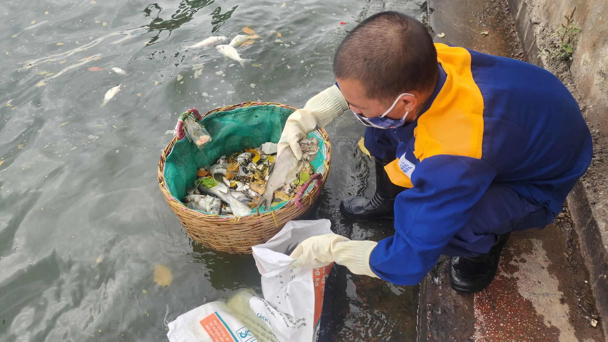 Cá mè chết đã bắt đầu phân hủy, bốc mùi khó chịu. Các công nhân phải trực tiếp dùng tay bốc đưa vào bao tải trước khi đem đi xử lý.