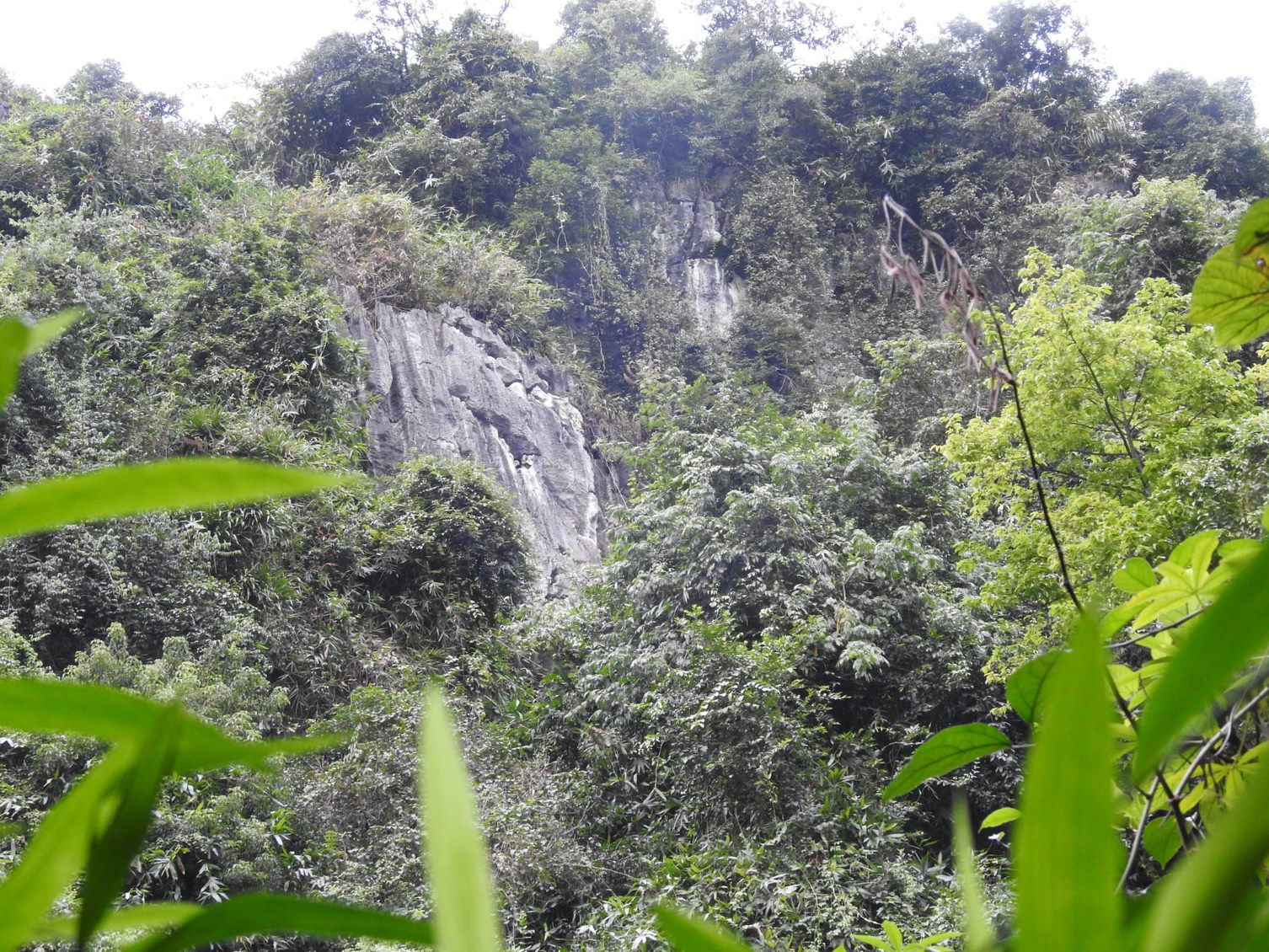 Khu vực sinh cảnh sống của voọc quần đùi trắng tại Hà Nội. (Ảnh: Trung tâm Bảo tồn Thiên nhiên và Phát triển)