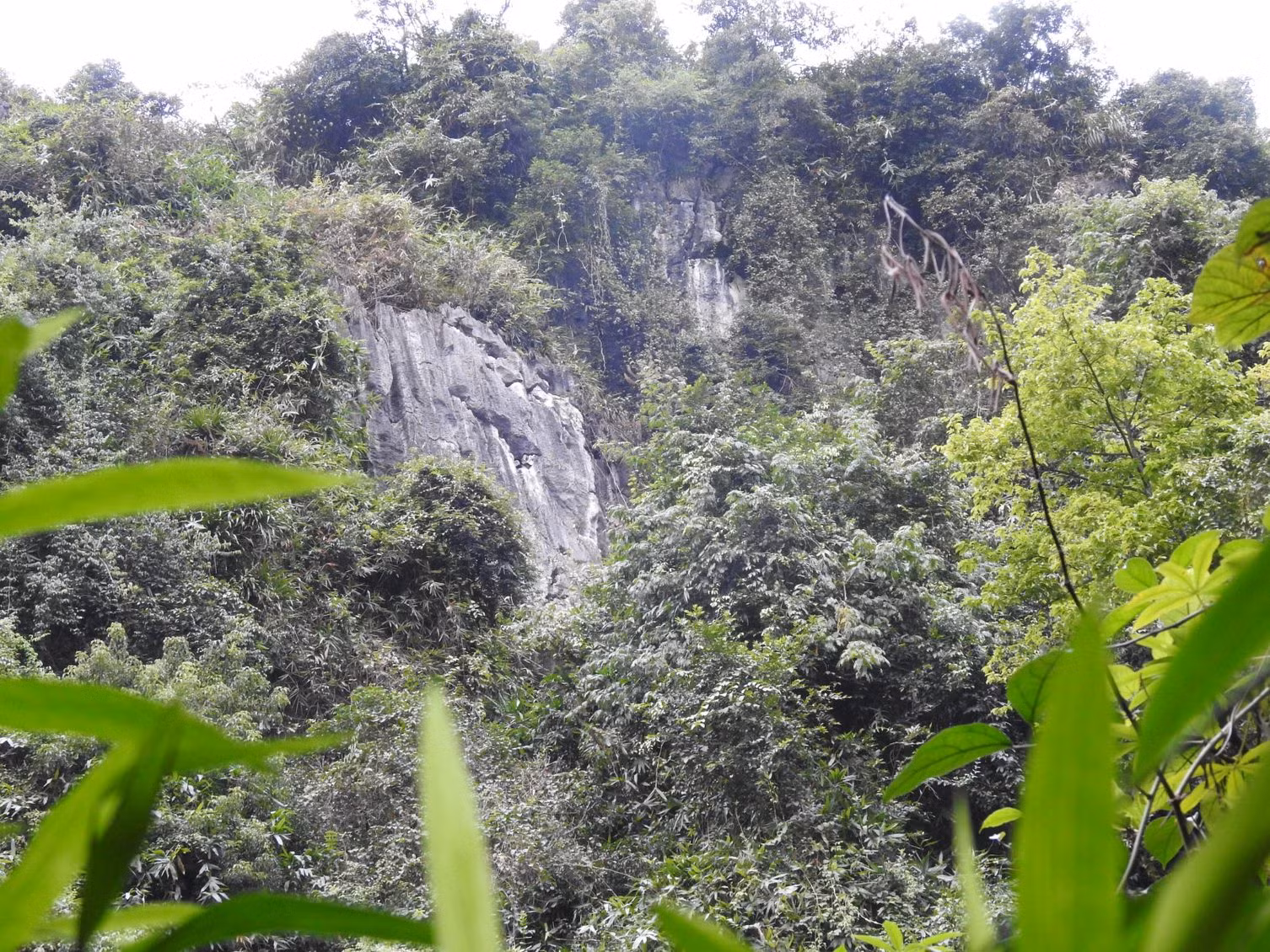 Khu vực sinh cảnh sống của voọc quần đùi trắng tại Hà Nội. (Ảnh: Trung tâm Bảo tồn Thiên nhiên và Phát triển)