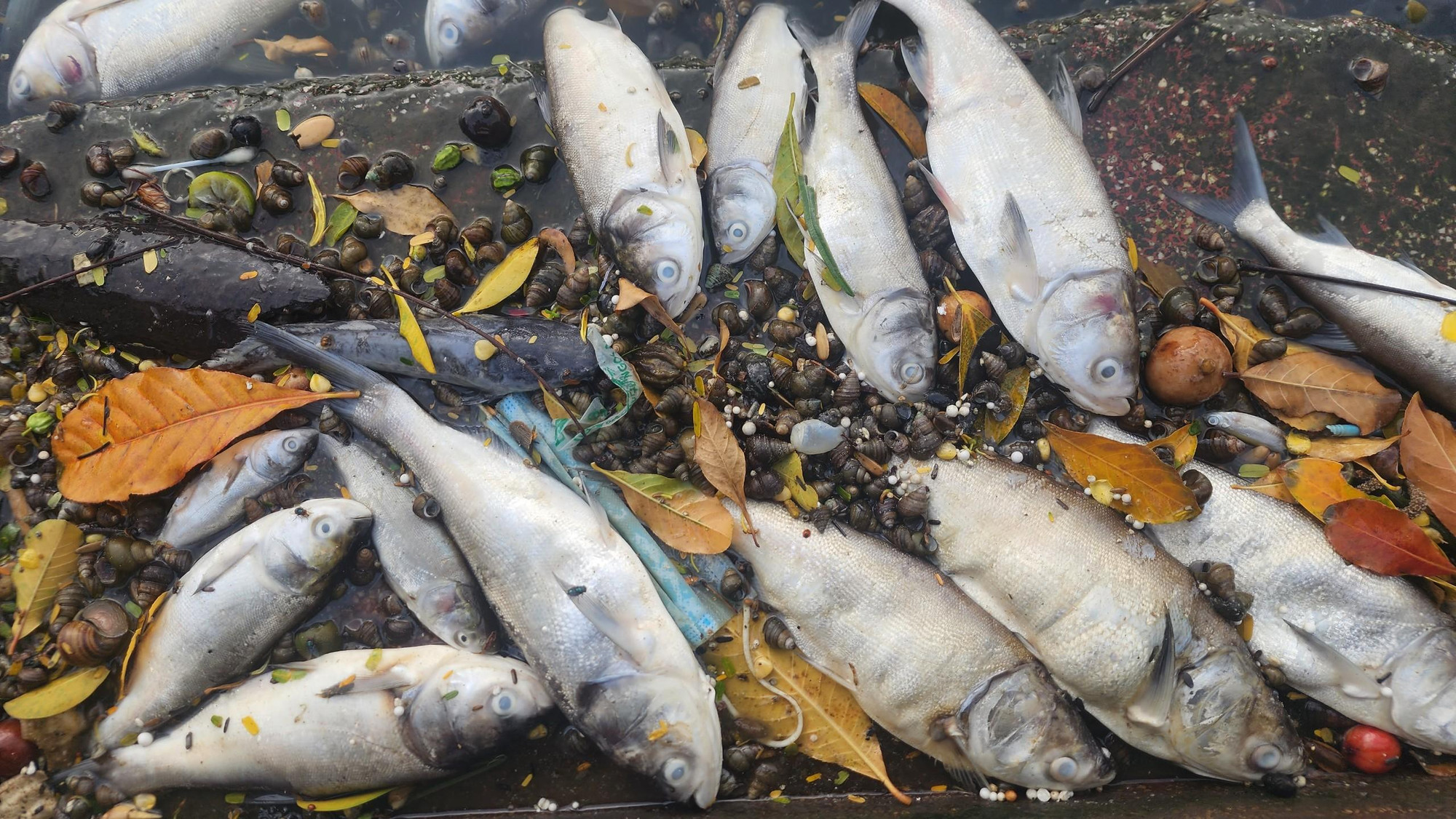 Lẫn trong cá còn có thể phát hiện ra ốc chết. Theo một công nhân Xí nghiệp 1, Công ty TNHH MTV Thoát nước Hà Nội, phần lớn cá và ốc chết đều là do người dân phóng sinh vài ngày trước đó.