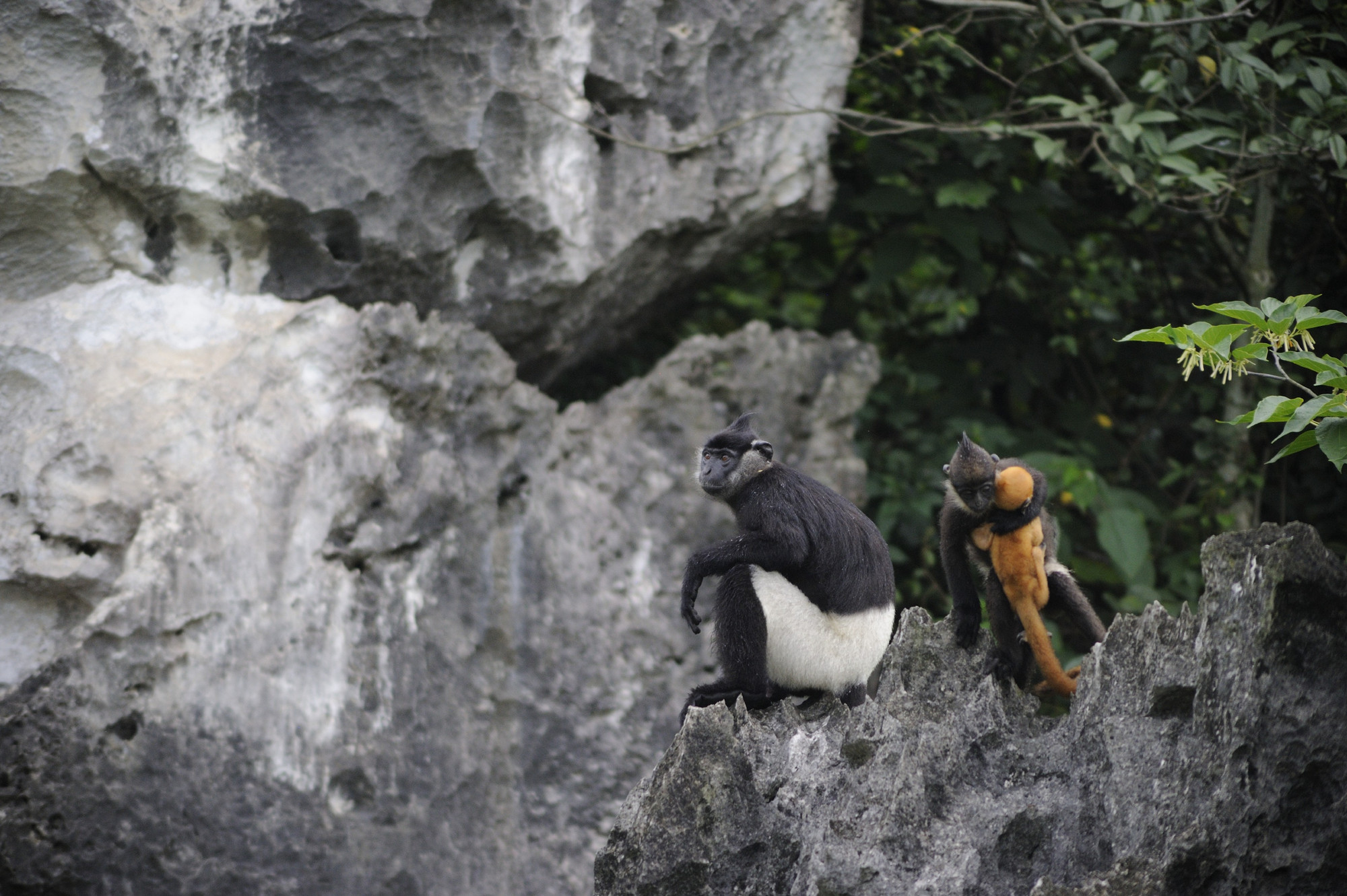 Gia đình voọc quần đùi trắng. (Ảnh: Trung tâm Bảo tồn Thiên nhiên và Phát triển)