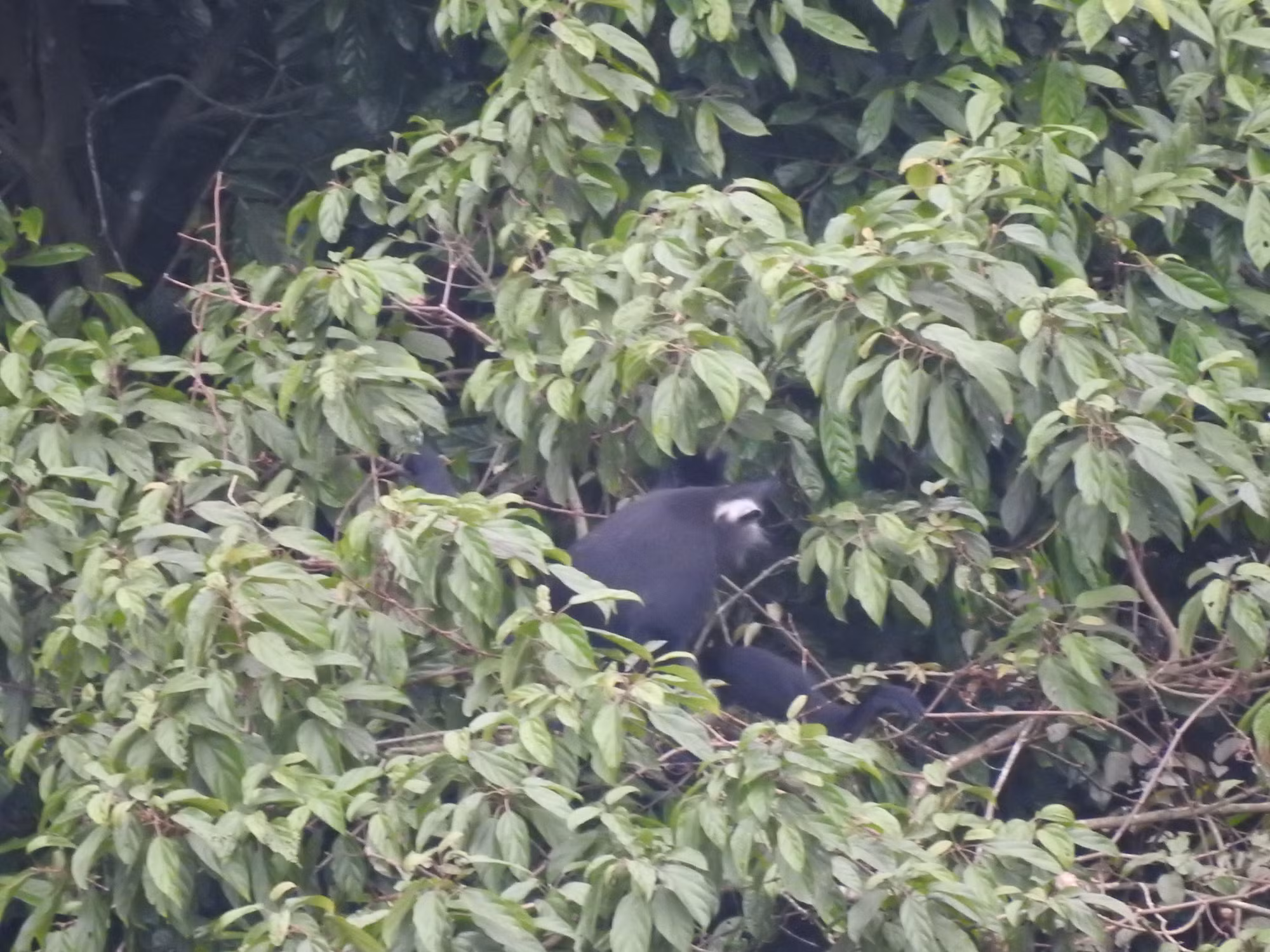 Những hình ảnh đầu tiên do các cán bộ Trung tâm bảo tồn thiên nhiên và phát triển CCD ghi nhận xác thực sự tồn tại của loài voọc quần đùi trắng quý hiếm tại Hà Nội. (Ảnh: CCD)