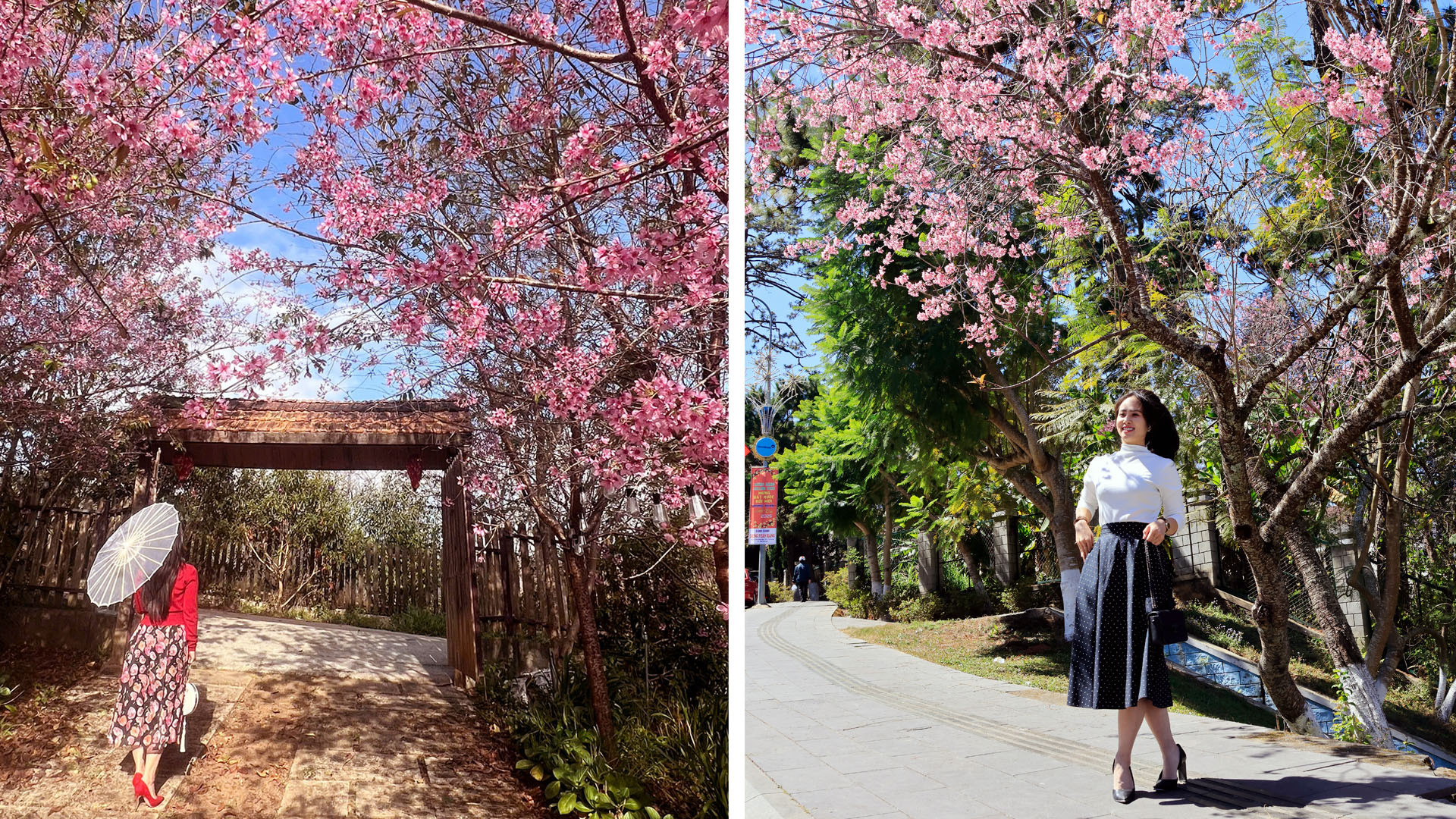 Quyến rũ sắc hồng trên thành phố mộng mơ.