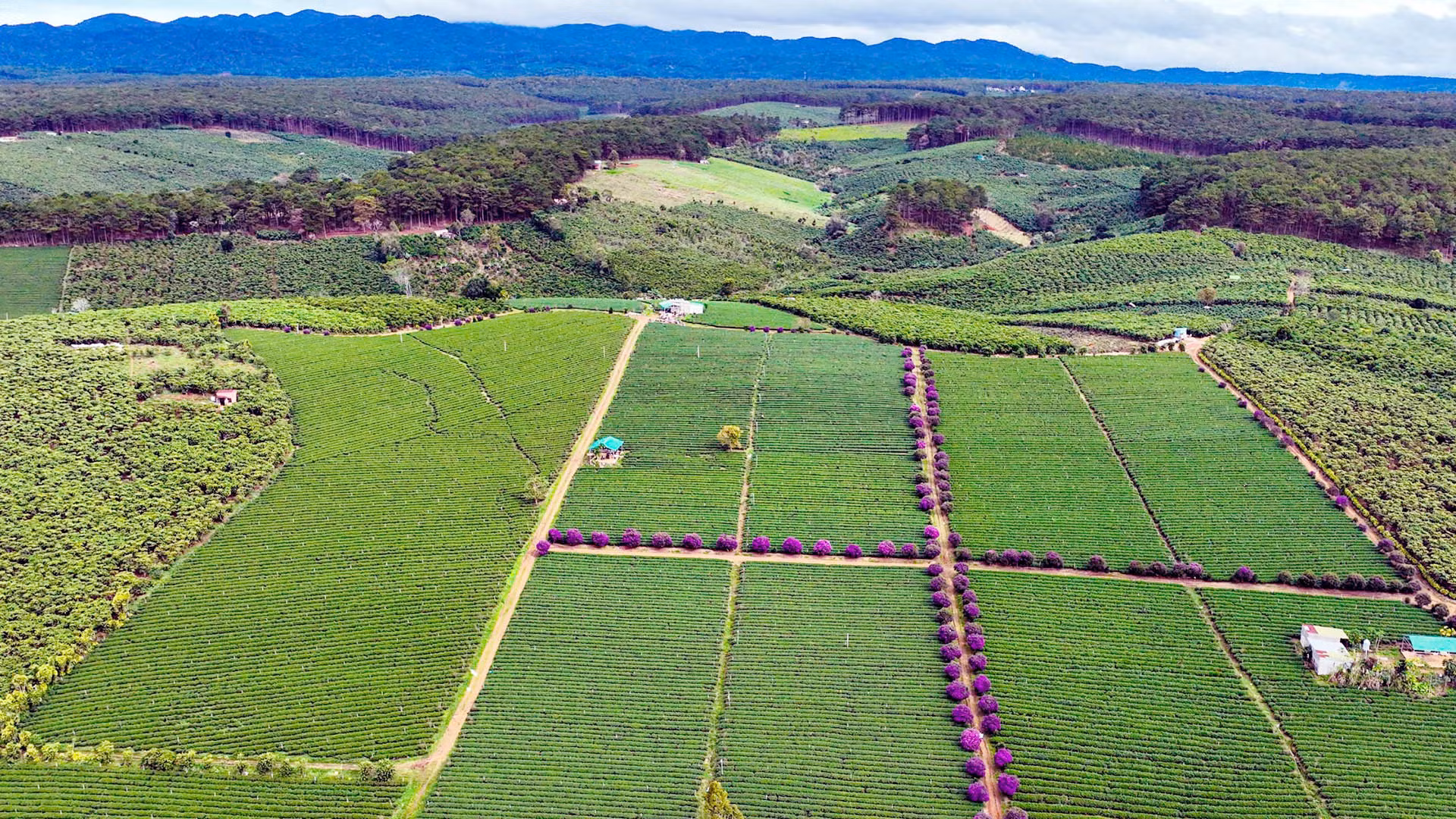 Sắc màu trên cao nguyên.