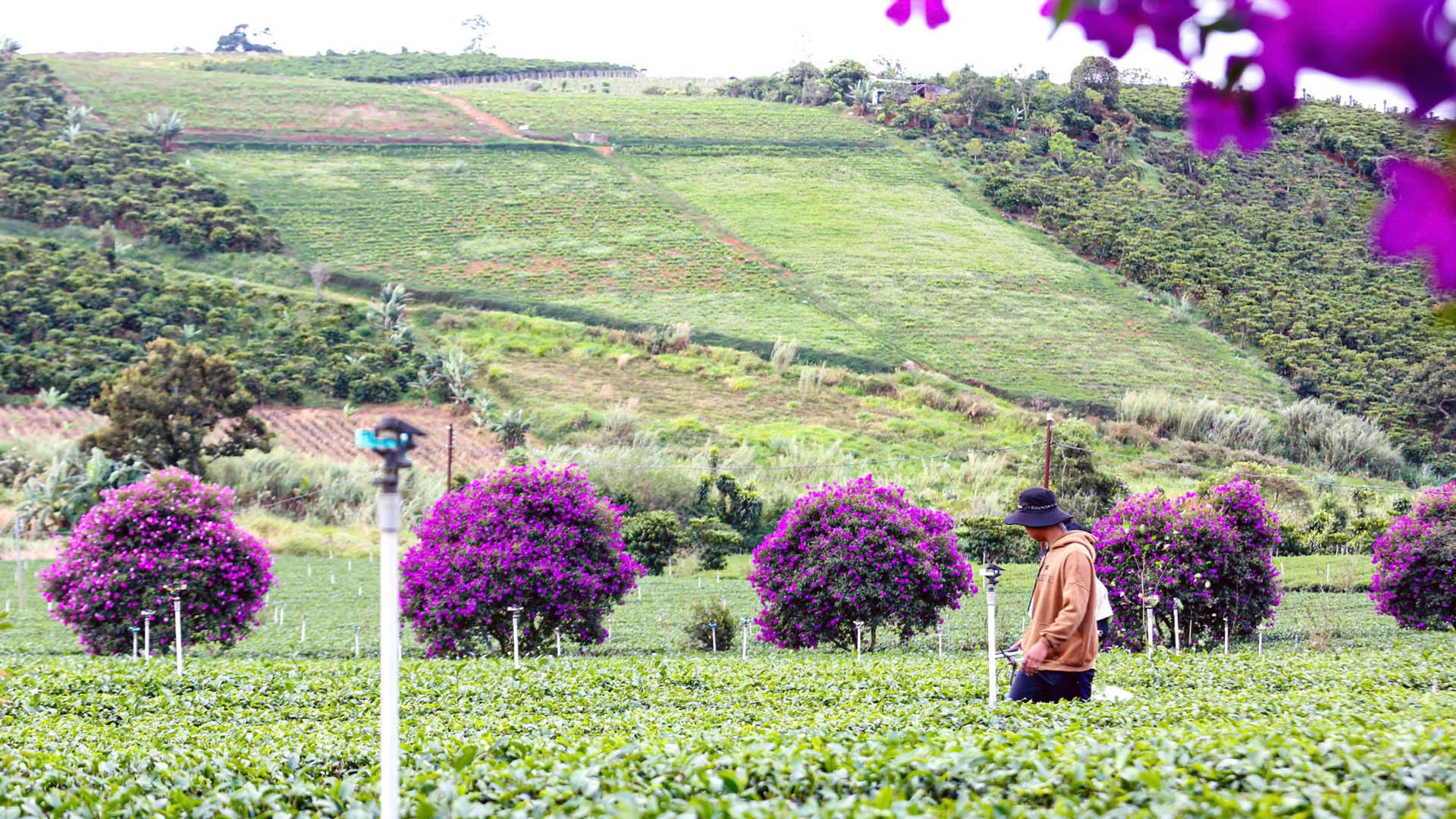 Hơn 300 cây hoa mua tím này được chủ nông trường chè ô long này trồng hơn 10 năm nay.