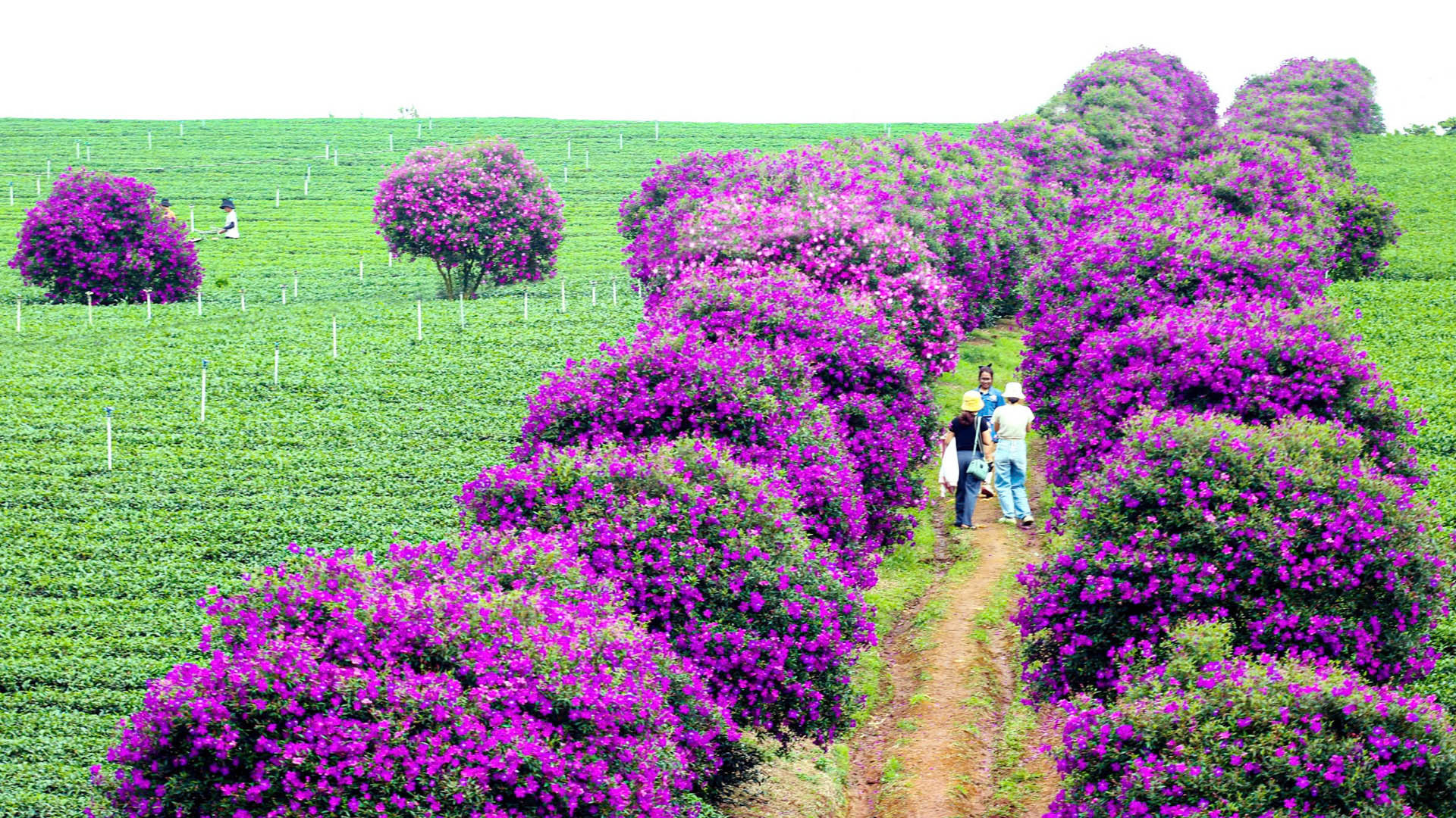 Hằng ngày, nông trường chè đẹp như bức tranh quê thanh bình này thu hút người dân địa phương và du khách đến tham quan, ghi hình kỷ niệm.