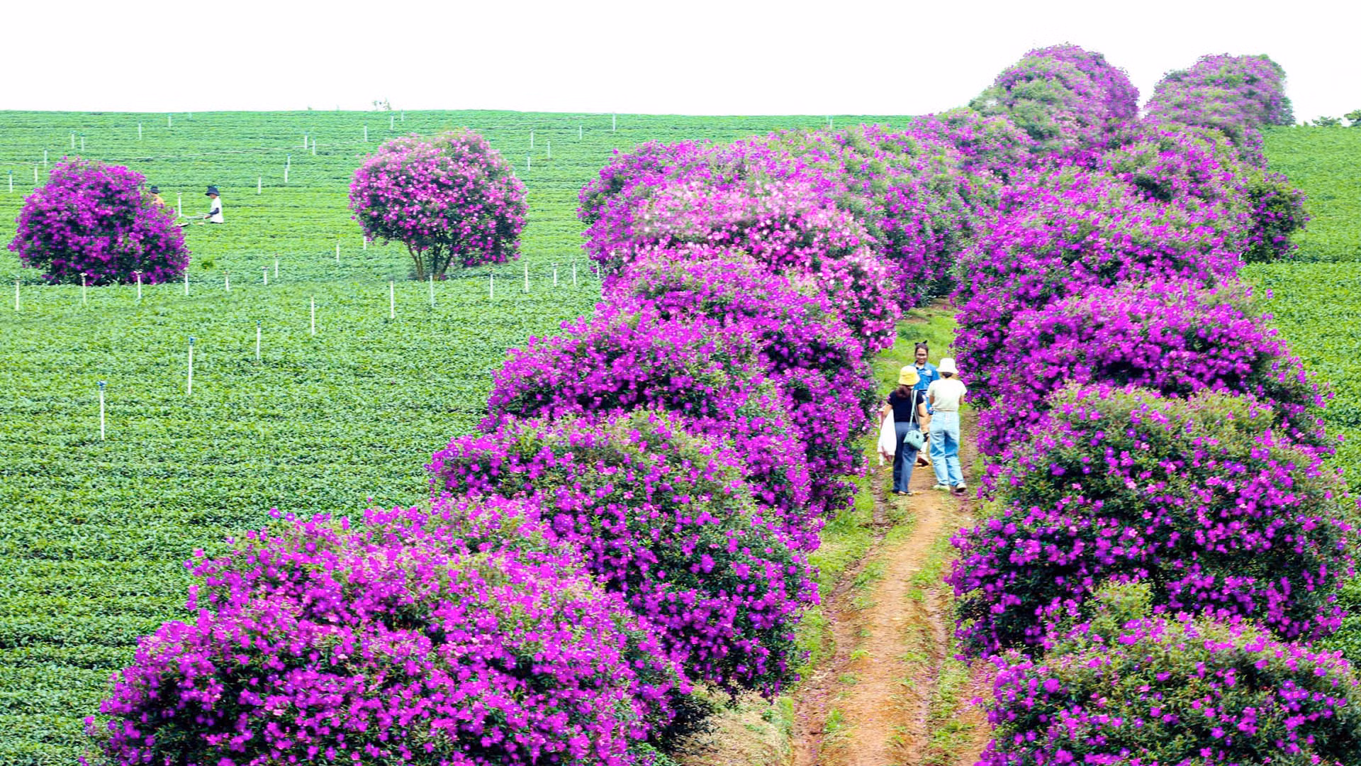Hằng ngày, nông trường chè đẹp như bức tranh quê thanh bình này thu hút người dân địa phương và du khách đến tham quan, ghi hình kỷ niệm.