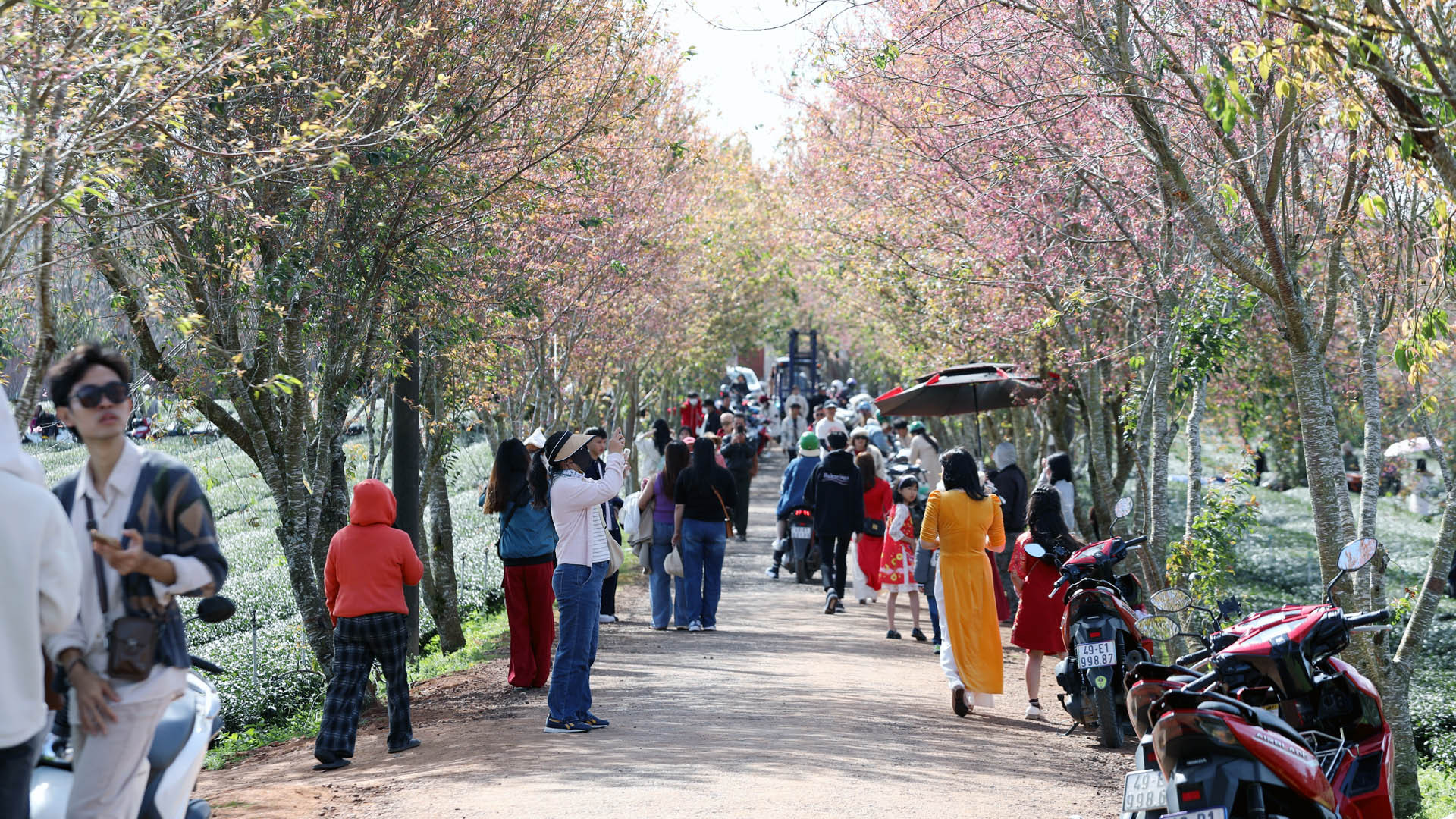 Cùng với những không gian hoa nghệ thuật từ Festival Hoa Đà Lạt lần thứ 10 được gìn giữ phục vụ dịp Tết, nhiều cung đường tại thành phố cao nguyên nhuốm hồng sắc hoa mai anh đào tạo nên không khí mùa xuân nồng nàn.