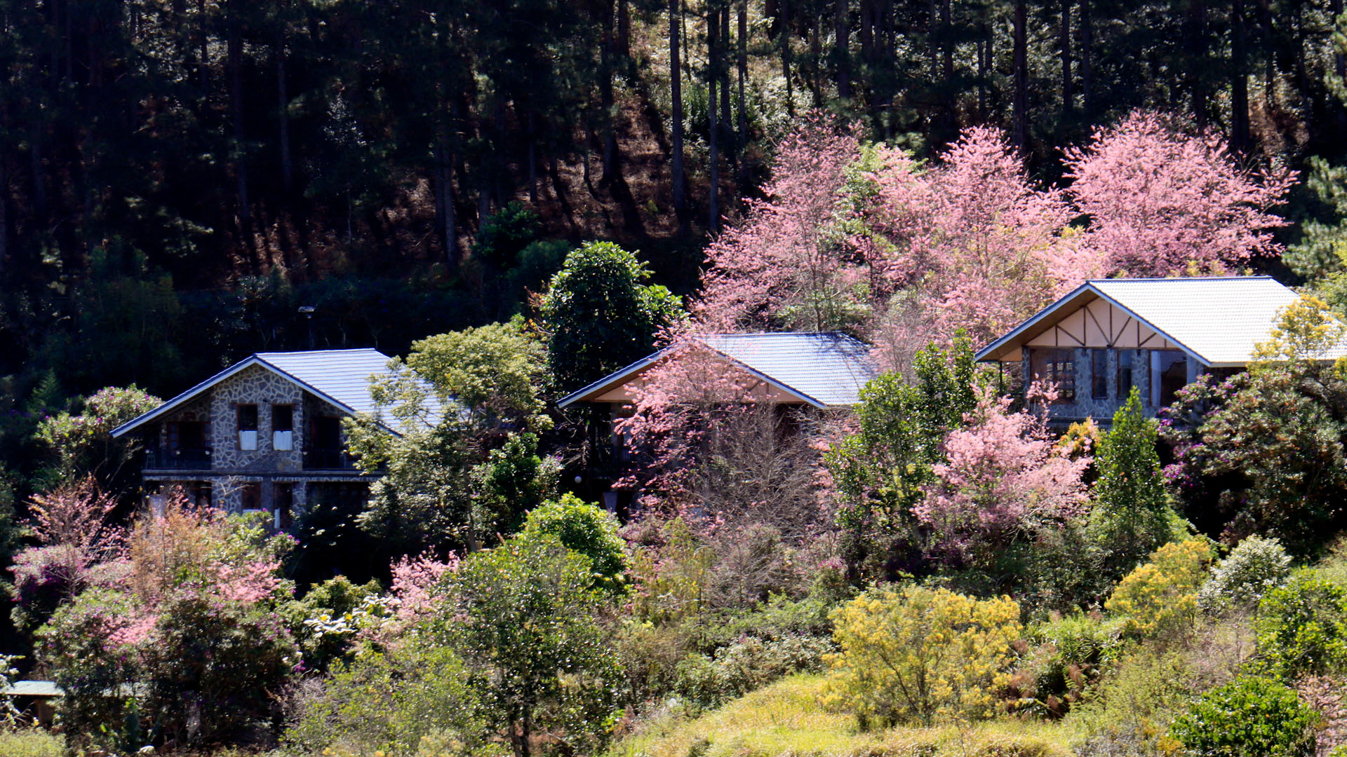 Mai anh đào hiện được trồng nhiều tại Đà Lạt, từ khu vực trung tâm đến vùng ngoại ô. Khi miền đất cao nguyên vào mùa nắng lạnh, mai anh đào trổ nhụy, khai hoa khiến bao lữ khách dùng dằng bước chân.