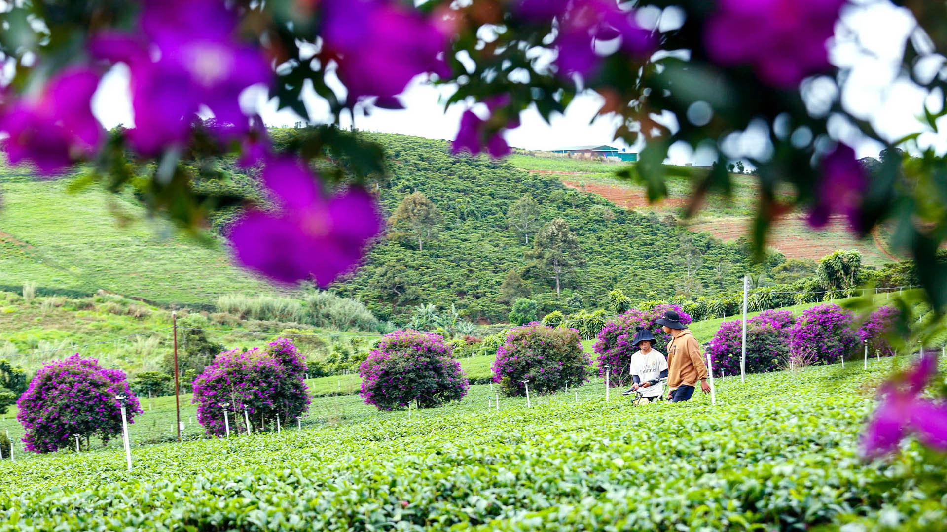 Những năm trước, màu tím hoa mua đã khoe sắc tại nông trường chè này. Nhưng năm nay, hoa đồng loạt nở rực rỡ hơn nên thu hút đông đảo người dân địa phương và du khách.