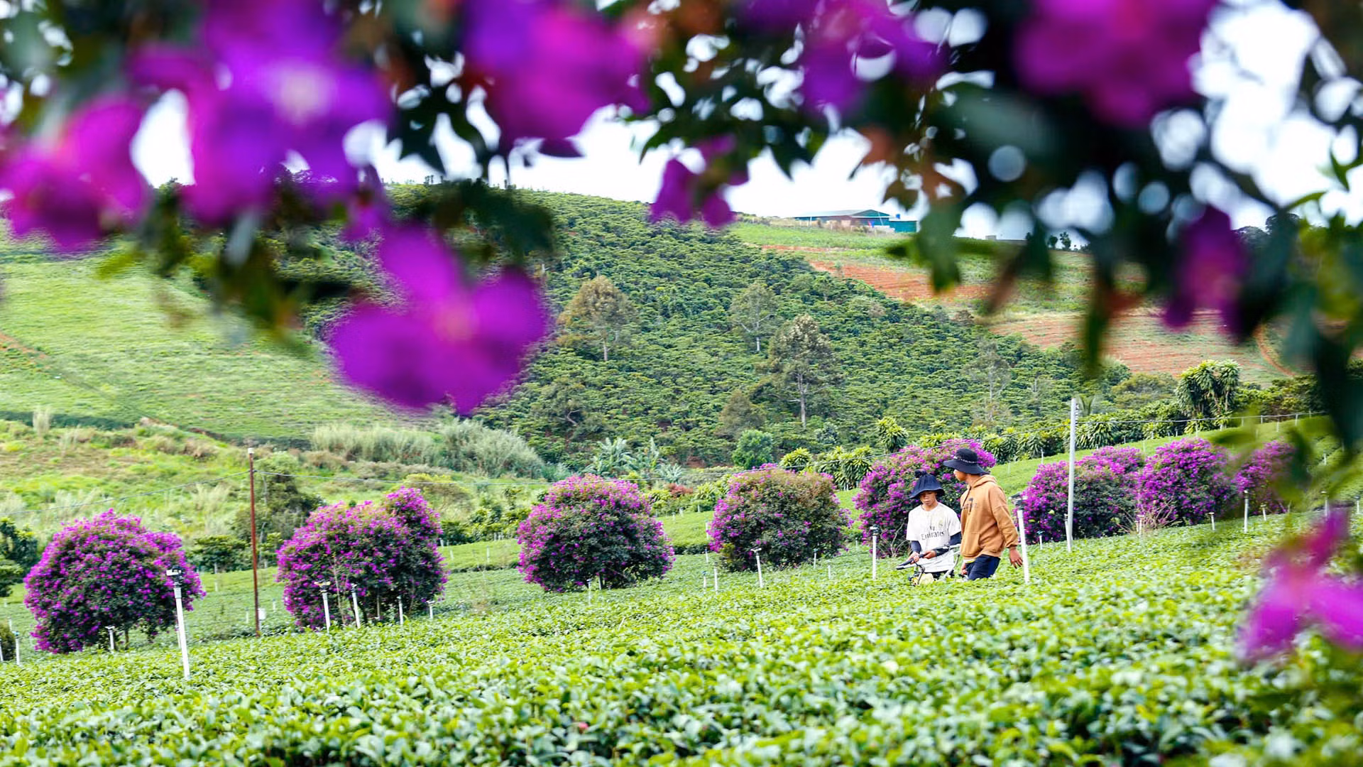Những năm trước, màu tím hoa mua đã khoe sắc tại nông trường chè này. Nhưng năm nay, hoa đồng loạt nở rực rỡ hơn nên thu hút đông đảo người dân địa phương và du khách.