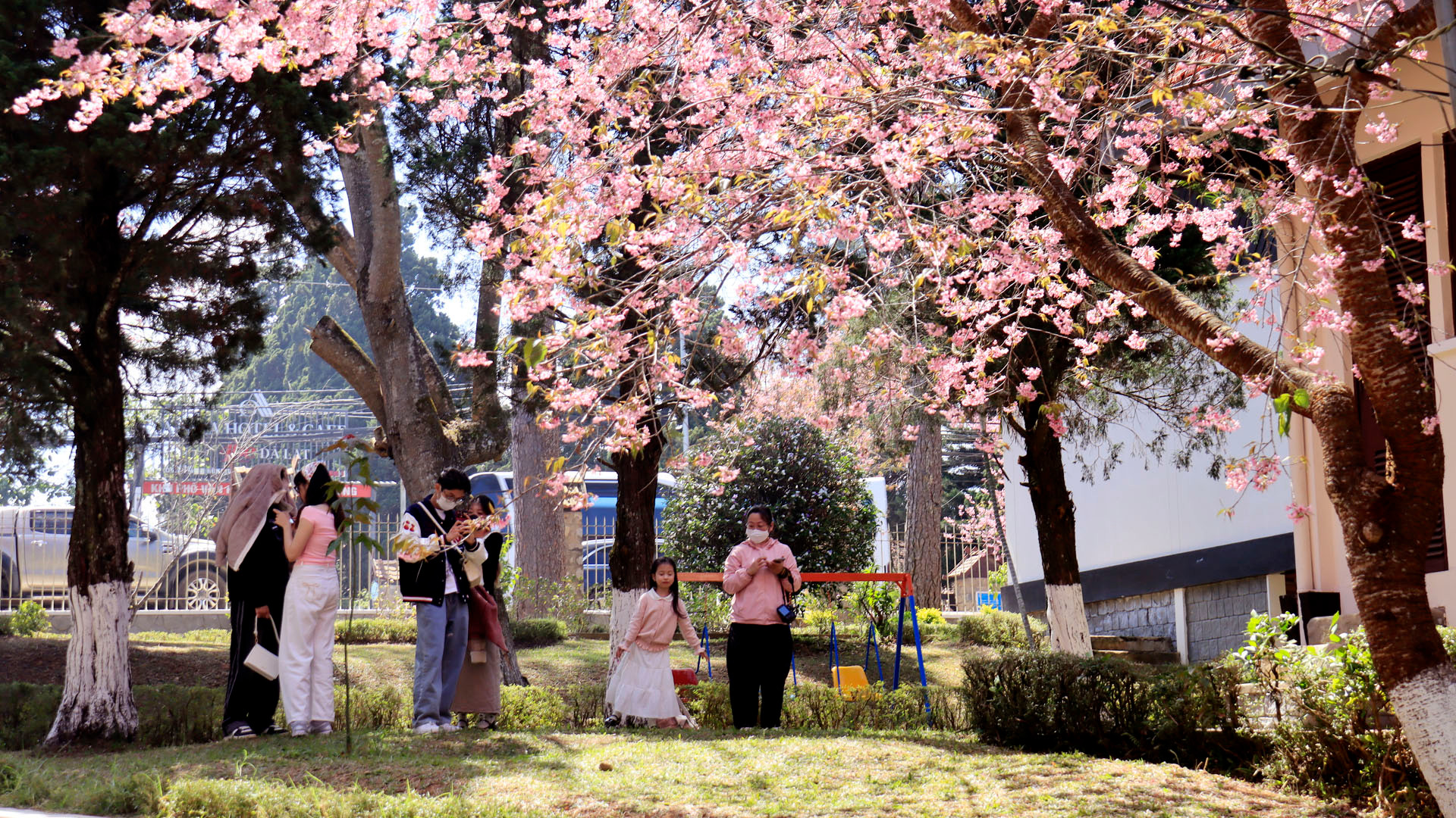Phố núi Đà Lạt bừng sắc Xuân, vì mai anh đào năm nay đã đúng hẹn với Tết cổ truyền và tiếp tục bung nở trên nhiều cung đường, khuôn viên cơ quan, đơn vị và nhà ở của người dân thu hút du khách.