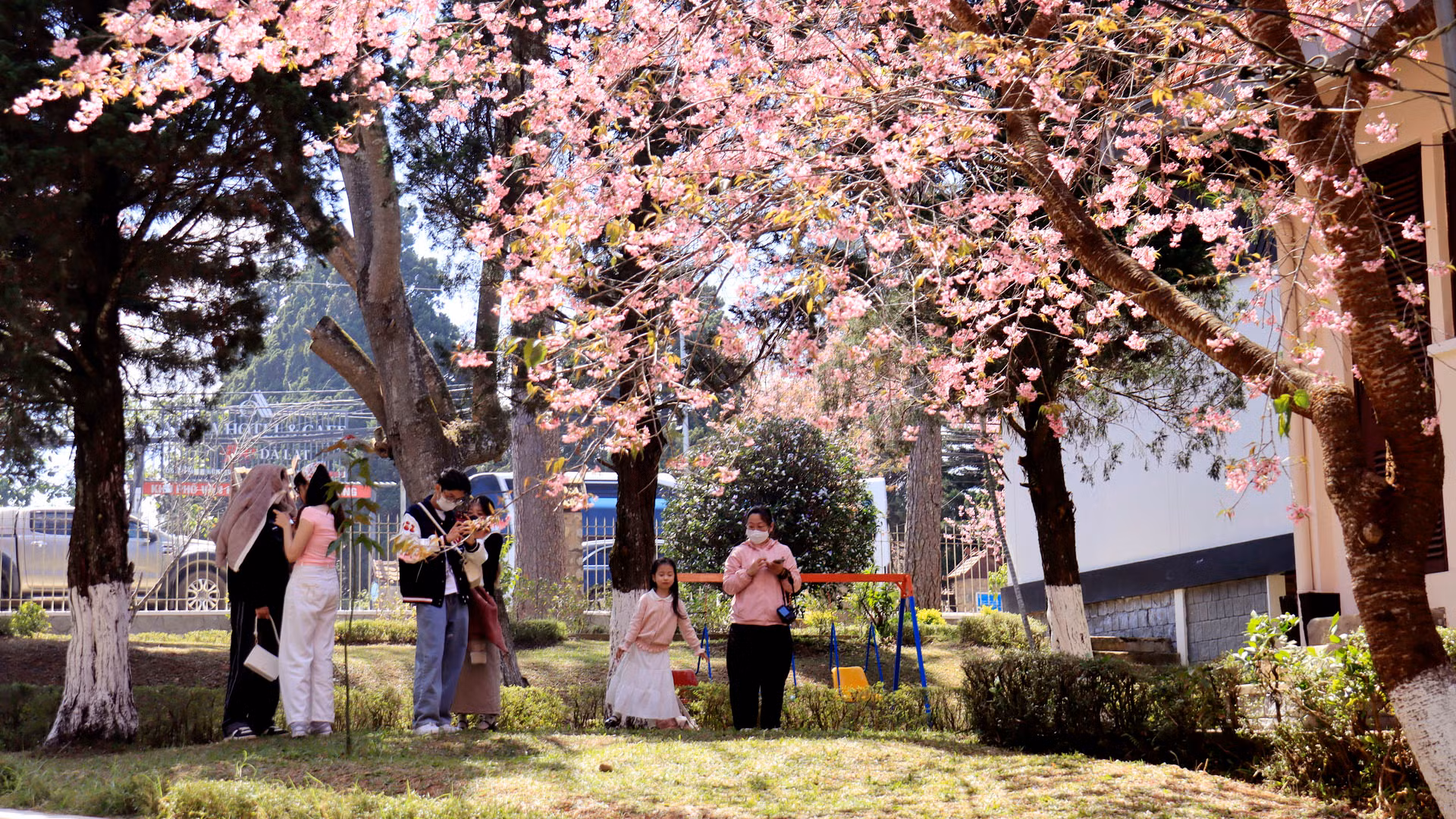 Phố núi Đà Lạt bừng sắc Xuân, vì mai anh đào năm nay đã đúng hẹn với Tết cổ truyền và tiếp tục bung nở trên nhiều cung đường, khuôn viên cơ quan, đơn vị và nhà ở của người dân thu hút du khách.