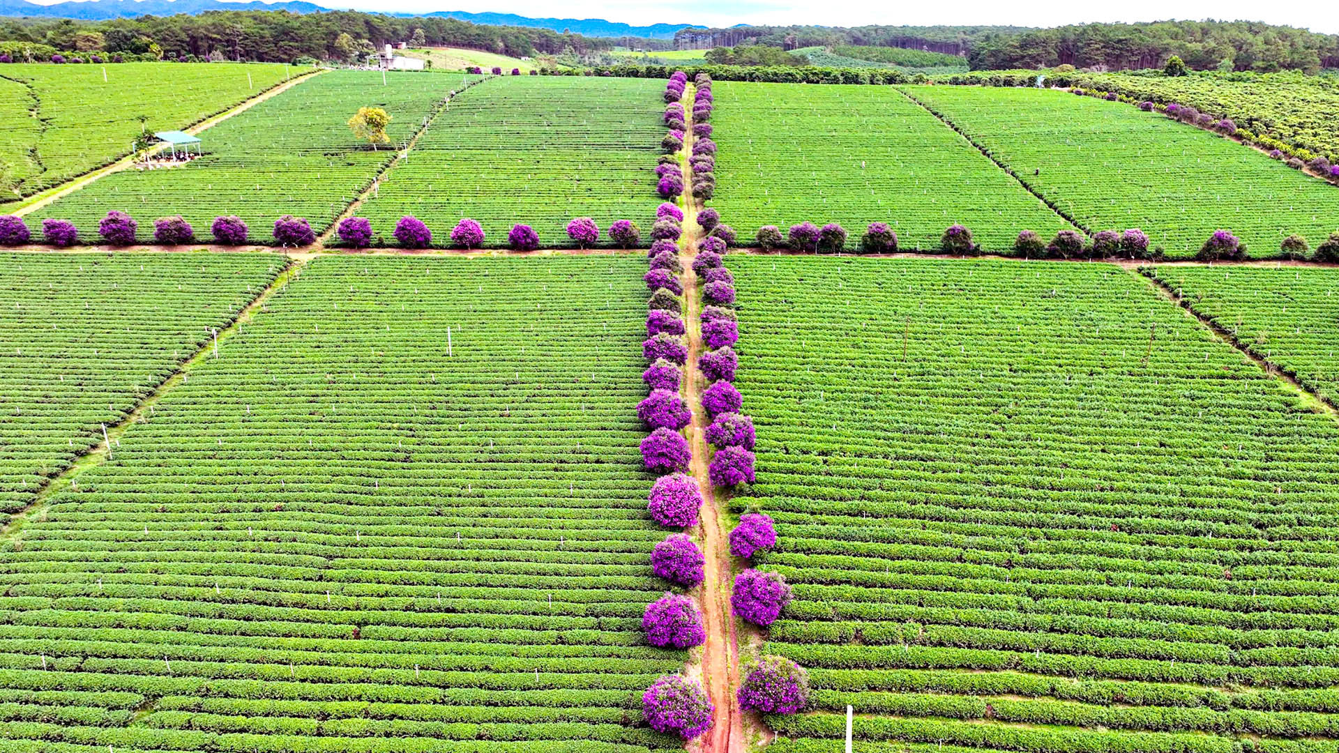 Những cây hoa mua tím được trồng dọc theo bờ bao nông trường chè rộng hàng chục ha. Đến mùa hoa, sắc tím được vẽ trên nền xanh tạo nên bức tranh kỳ thú.