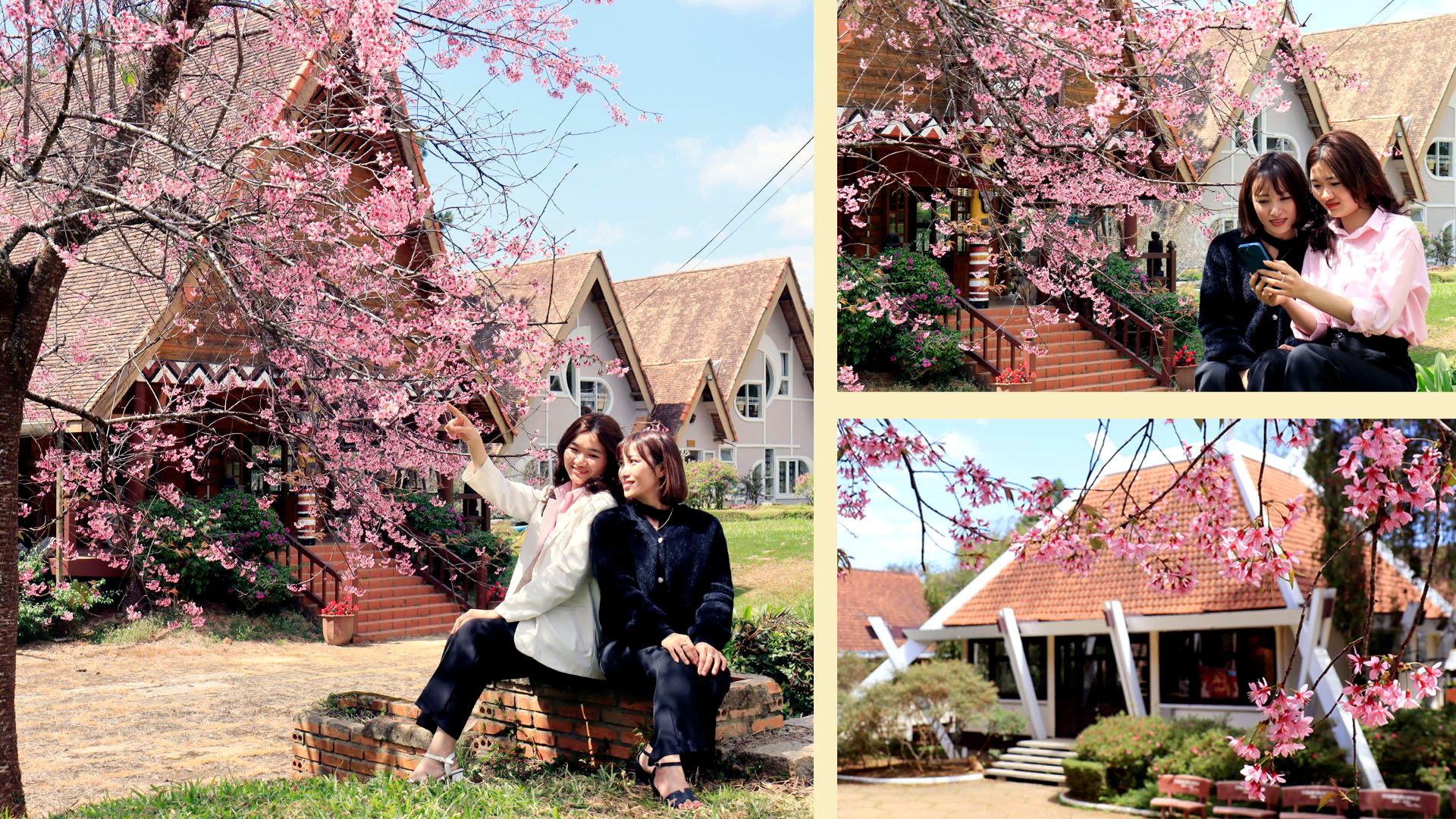 Những ngày sau Tết Nguyên đán 2025, phố núi Đà Lạt nhuốm sắc hồng pha tím quyến rũ của hoa mai anh đào trên khắp phố phường và vùng ngoại ô thu hút du khách chiêm ngưỡng, check-in.