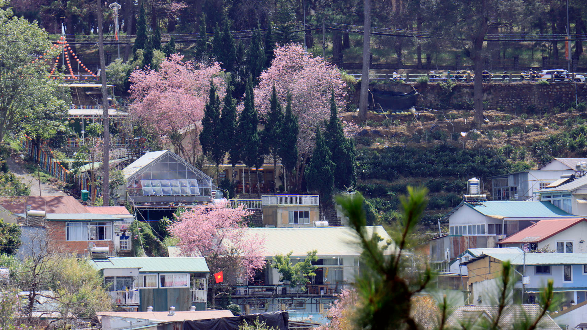 Sắc Xuân nồng nàn trên từng cung bậc phố núi Đà Lạt.