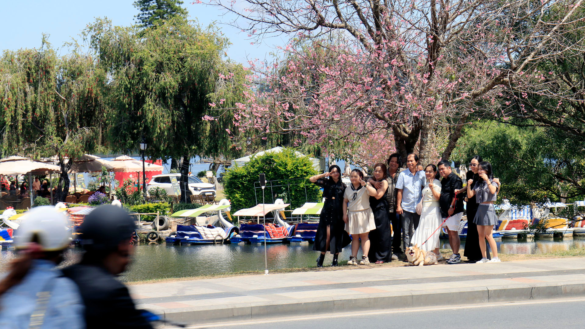 Cây mai anh đào bên hồ Xuân Hương - Đà Lạt bắt đầu đơm hoa, thu hút du khách đến check-in lưu dấu kỷ niệm mùa Xuân trên thành phố ngàn hoa.