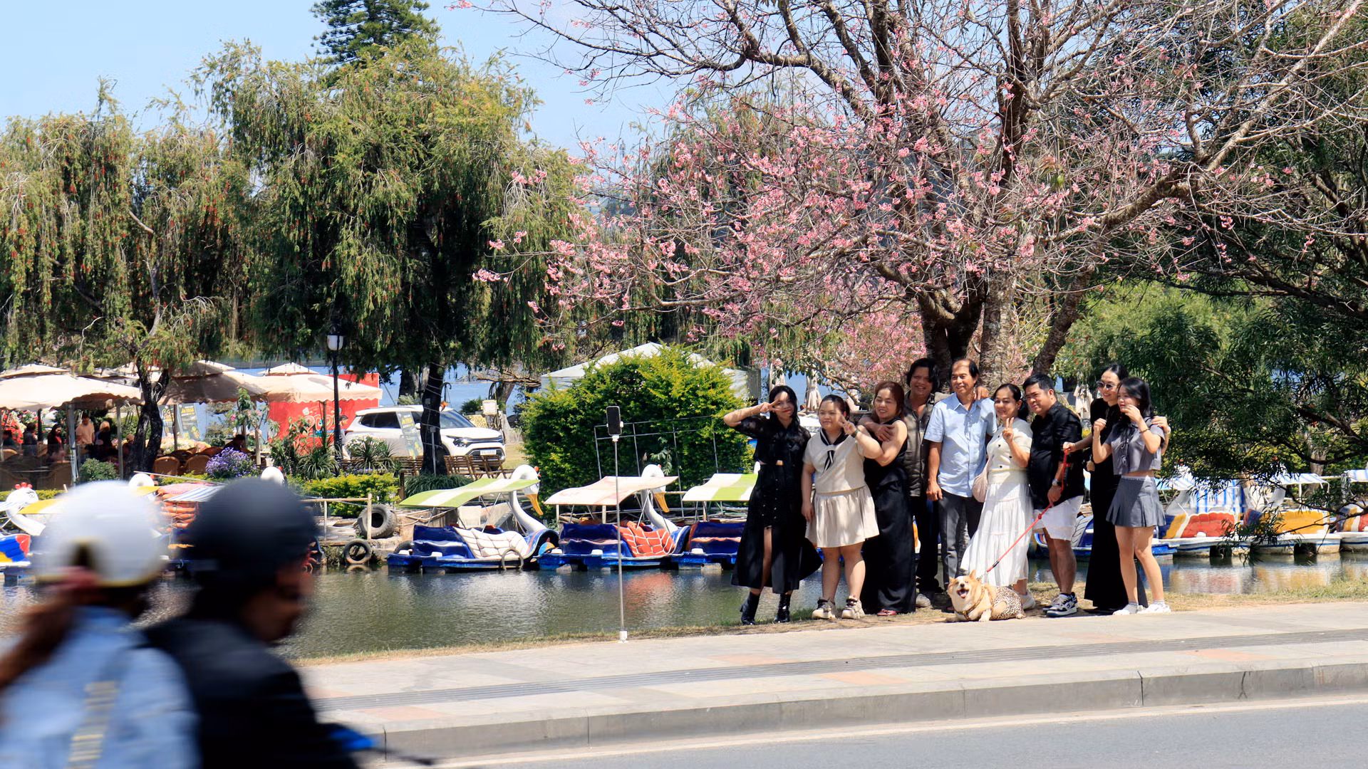 Cây mai anh đào bên hồ Xuân Hương - Đà Lạt bắt đầu đơm hoa, thu hút du khách đến check-in lưu dấu kỷ niệm mùa Xuân trên thành phố ngàn hoa.