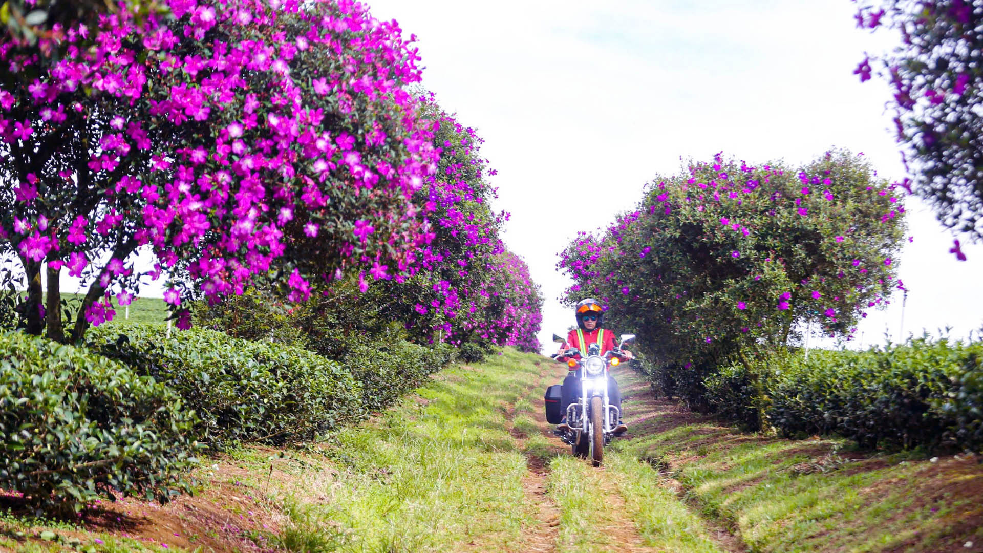 Từ trung tâm thành phố Bảo Lộc, tỉnh Lâm Đồng, theo hướng vào thác Đam B'ri, trong khoảng 20 phút di chuyển, du khách sẽ đến được nông trường chè để vãn cảnh hoa tím nhớ thương và đồi chè xanh mướt.