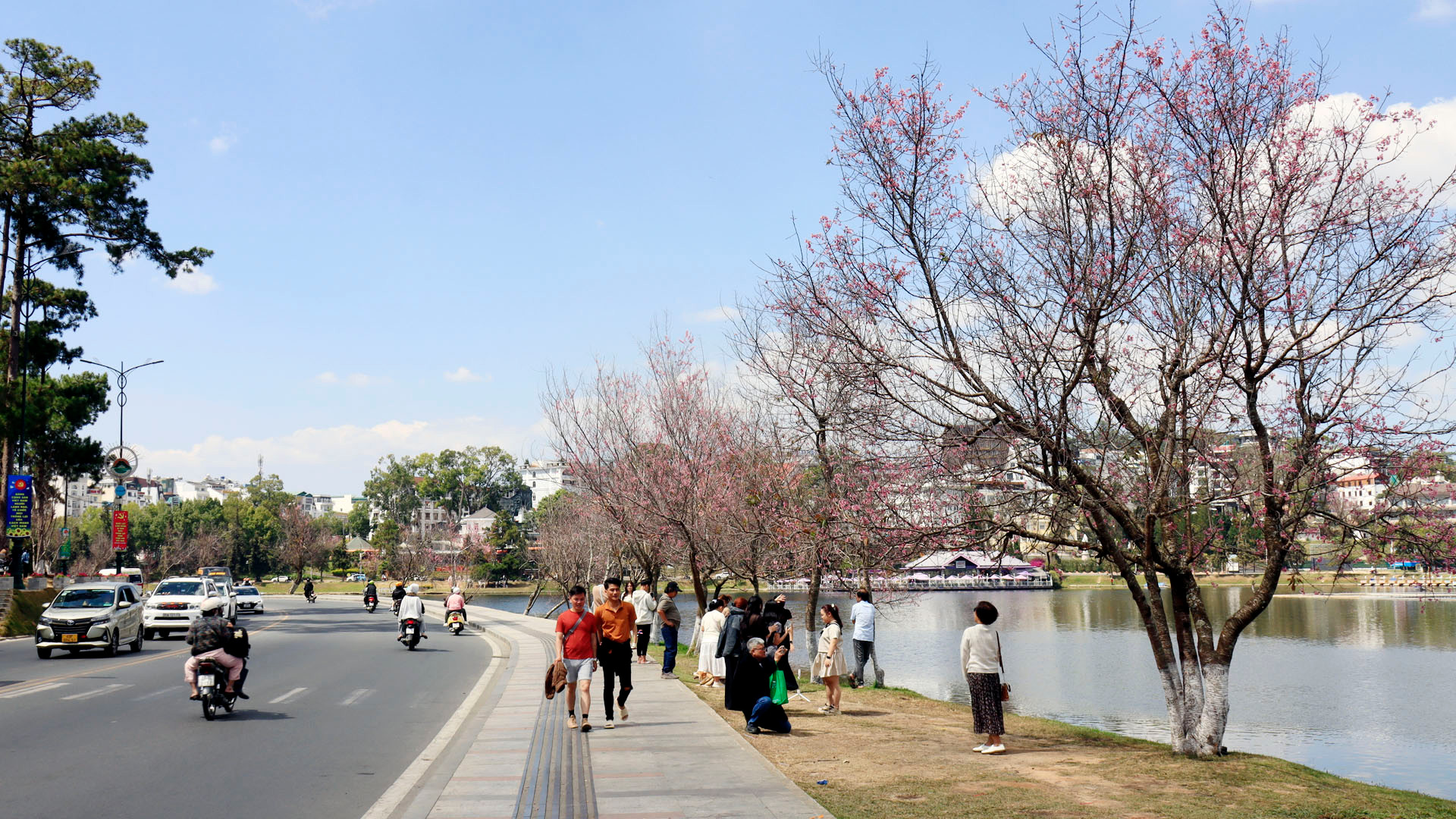 Mai anh đào qua một thời gian “ngậm sương”, “thiếp” đi trong mùa đông và bắt đầu bung nở nghinh Xuân. Hiện, những không gian hoa mai anh đào quanh hồ Xuân Hương, trái tim phố núi Đà Lạt và những cung đường khu vực trung tâm thành phố hoa mai anh đào bắt đầu khoe sắc.