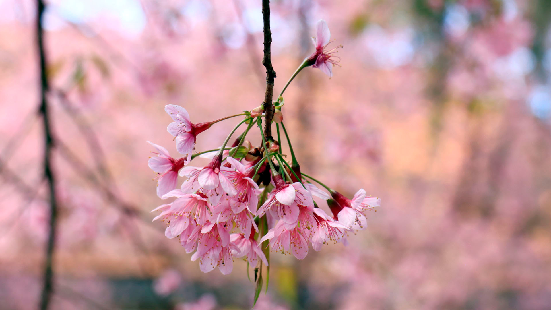 Hoa mai anh đào có thân thuộc giống đào mận, nhưng có hoa đơn năm cánh giống hoa mai. Có lẽ vì điều đó nên loài hoa “vừa đào, vừa mai” này được gọi tên là mai anh đào?