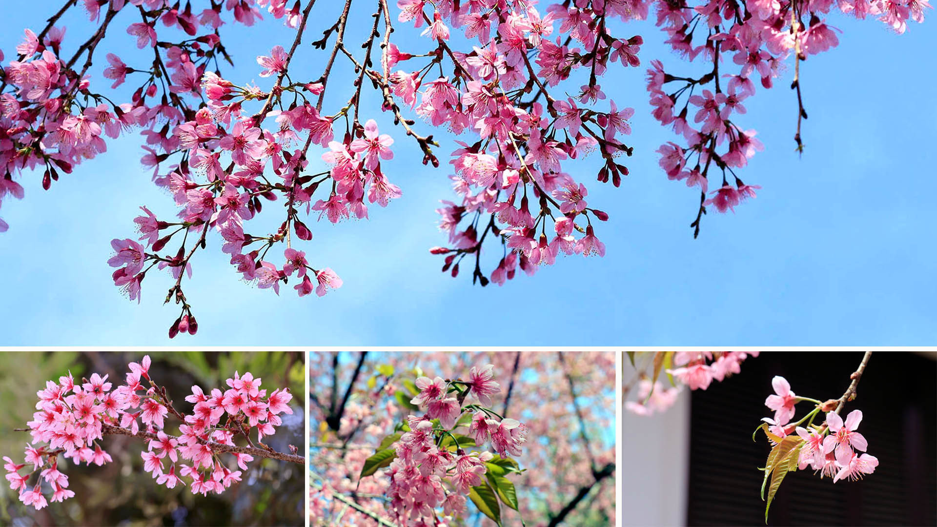 Hoa mai anh đào 5 cánh mỏng manh lả tả bay trong gió Xuân, tạo sức hút lạ kỳ đối với người dân bản xứ và du khách thập phương.