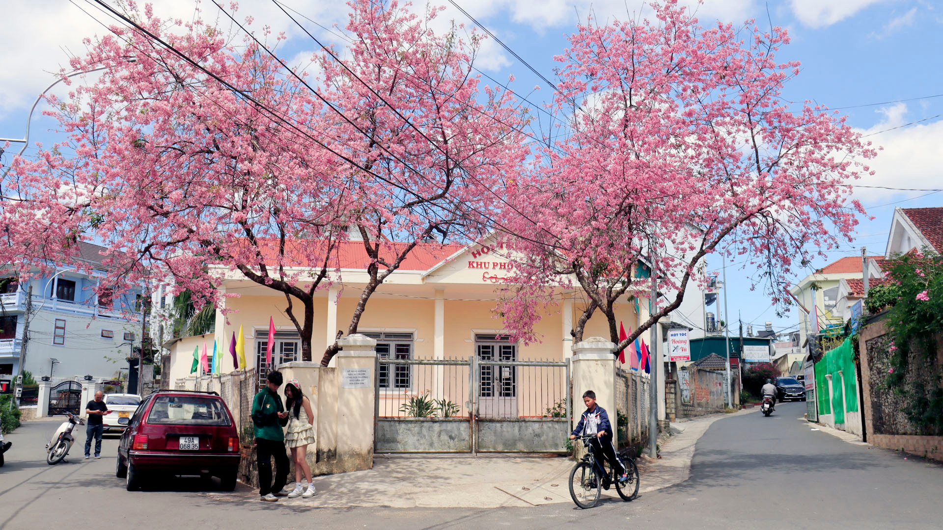 Đà Lạt từ lâu đã được nhắc nhớ là thành phố hoa mai anh đào. Hằng năm, khi phố núi chớm mùa nắng lạnh, mai anh đào trổ nhụy, đơm hoa màu hồng pha tím đặc trưng ở xứ sở ngàn hoa.