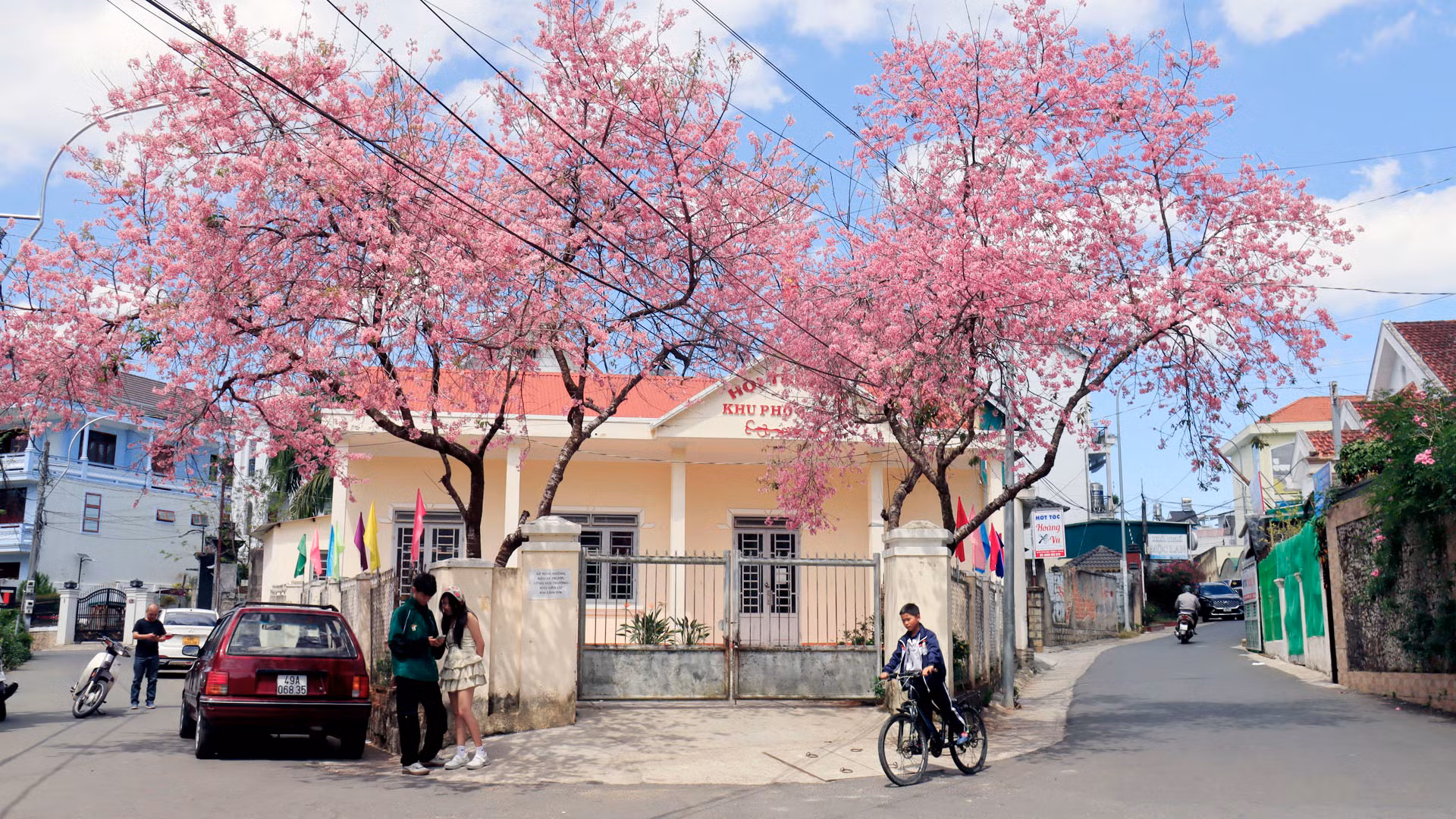 Đà Lạt từ lâu đã được nhắc nhớ là thành phố hoa mai anh đào. Hằng năm, khi phố núi chớm mùa nắng lạnh, mai anh đào trổ nhụy, đơm hoa màu hồng pha tím đặc trưng ở xứ sở ngàn hoa.