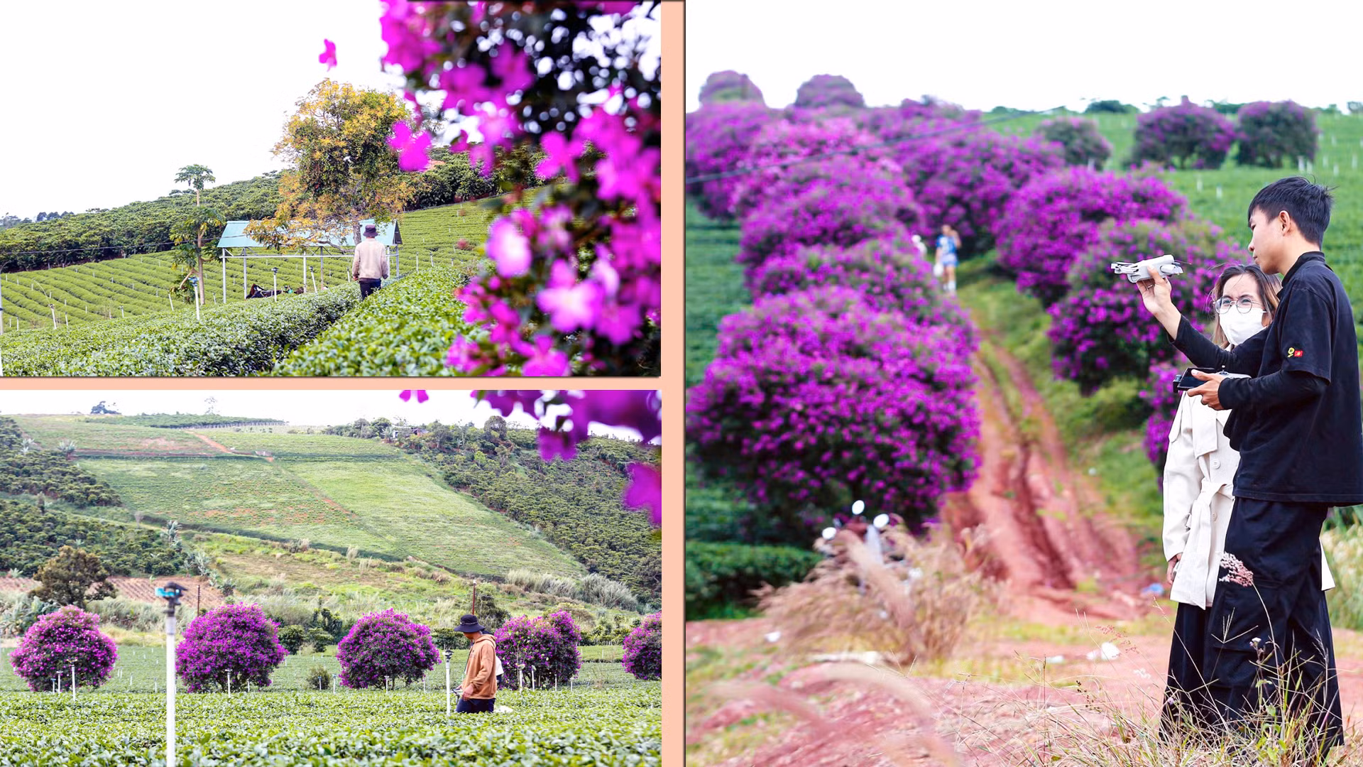 Nhiều du khách đến trải nghiệm “bức tranh” thôn quê thơ mộng này chia sẻ, họ biết điểm check-in gây thương nhớ này qua mạng xã hội và háo hức lên đường.